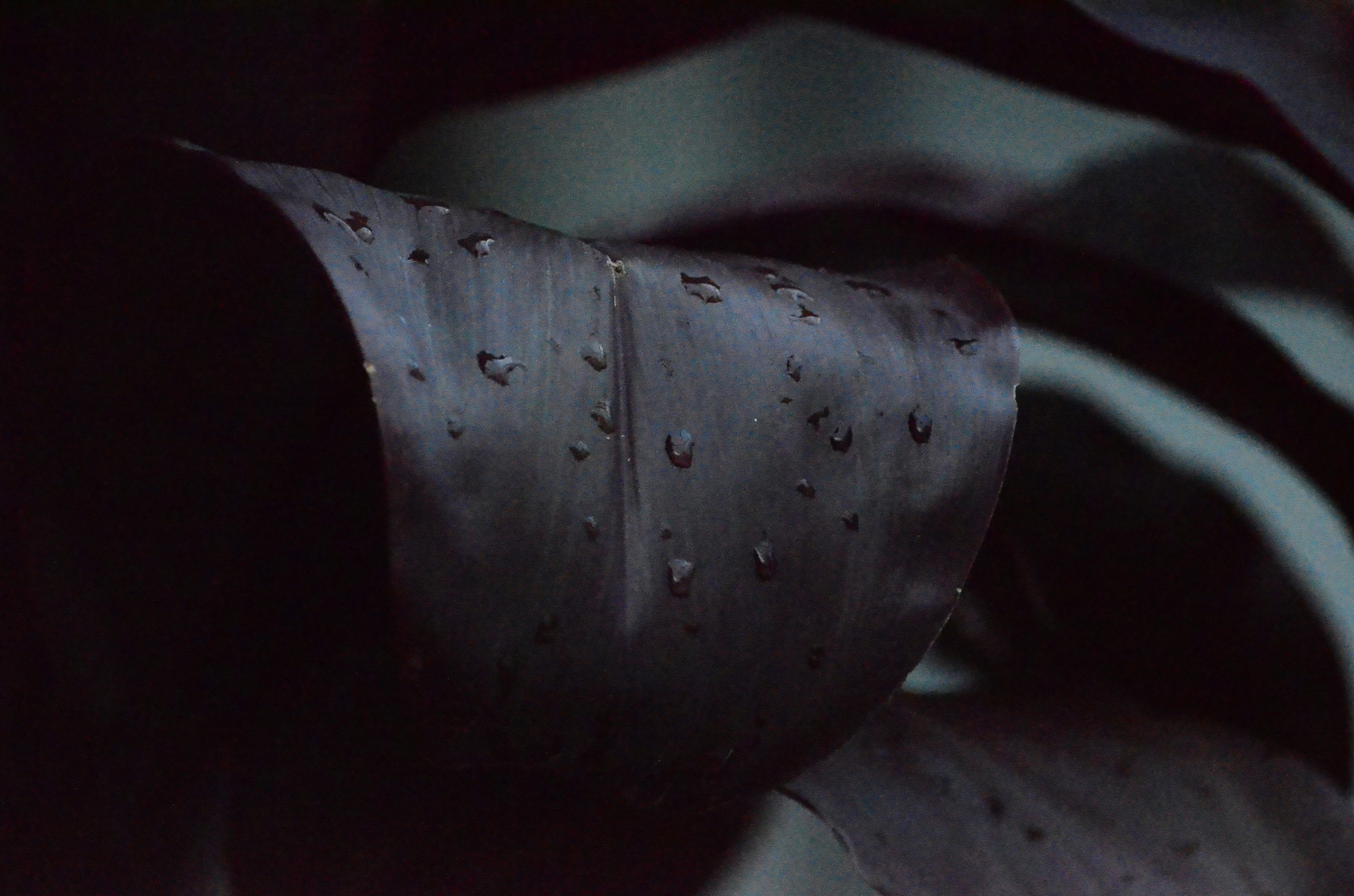 Water droplets on dark curved leaf