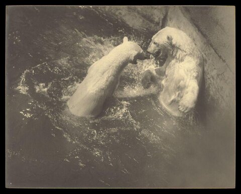Two Polar Bears Interacting in Water