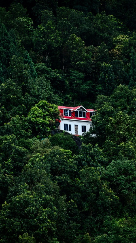 Red Roof House in Dense Forest