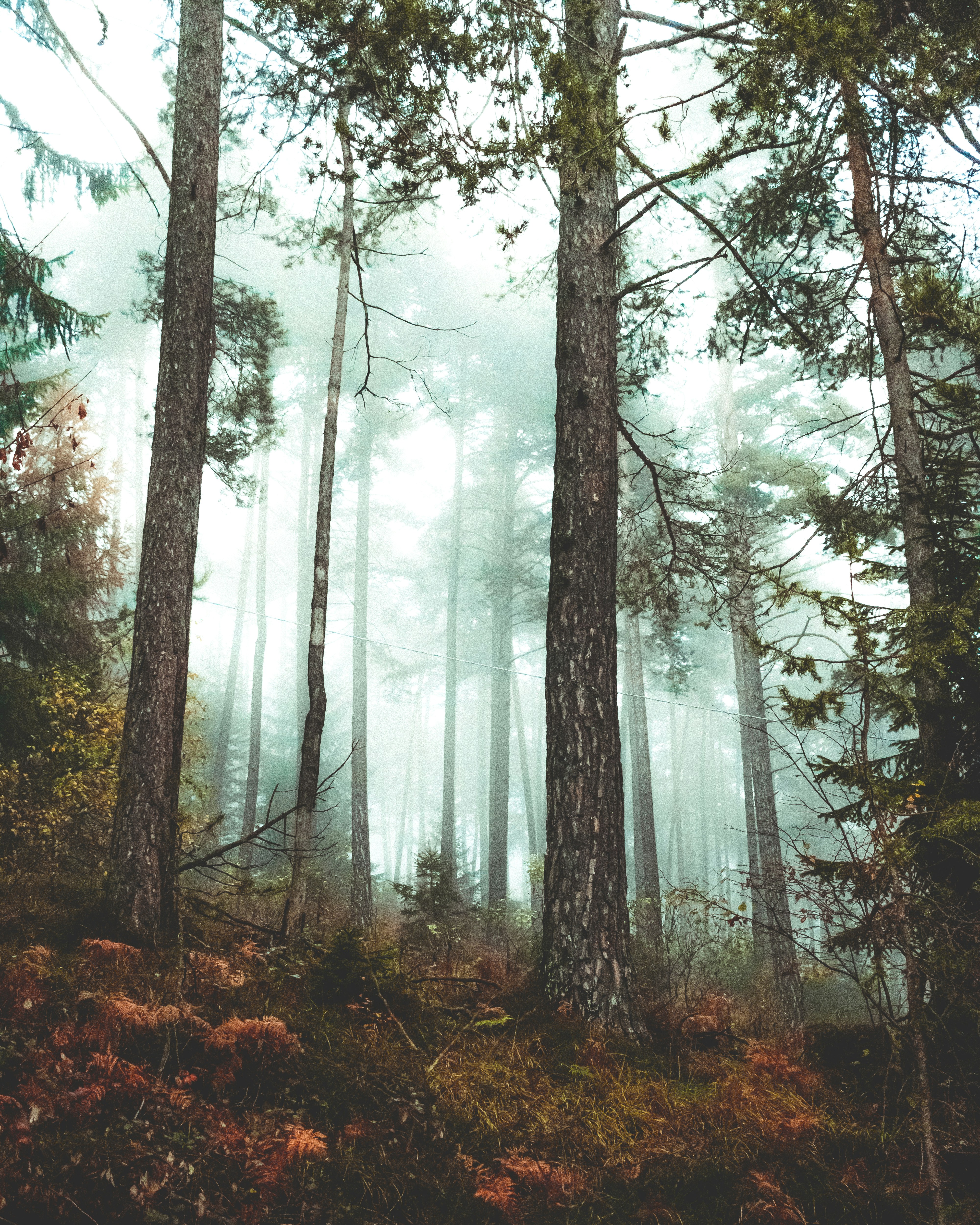 Misty Pine Forest