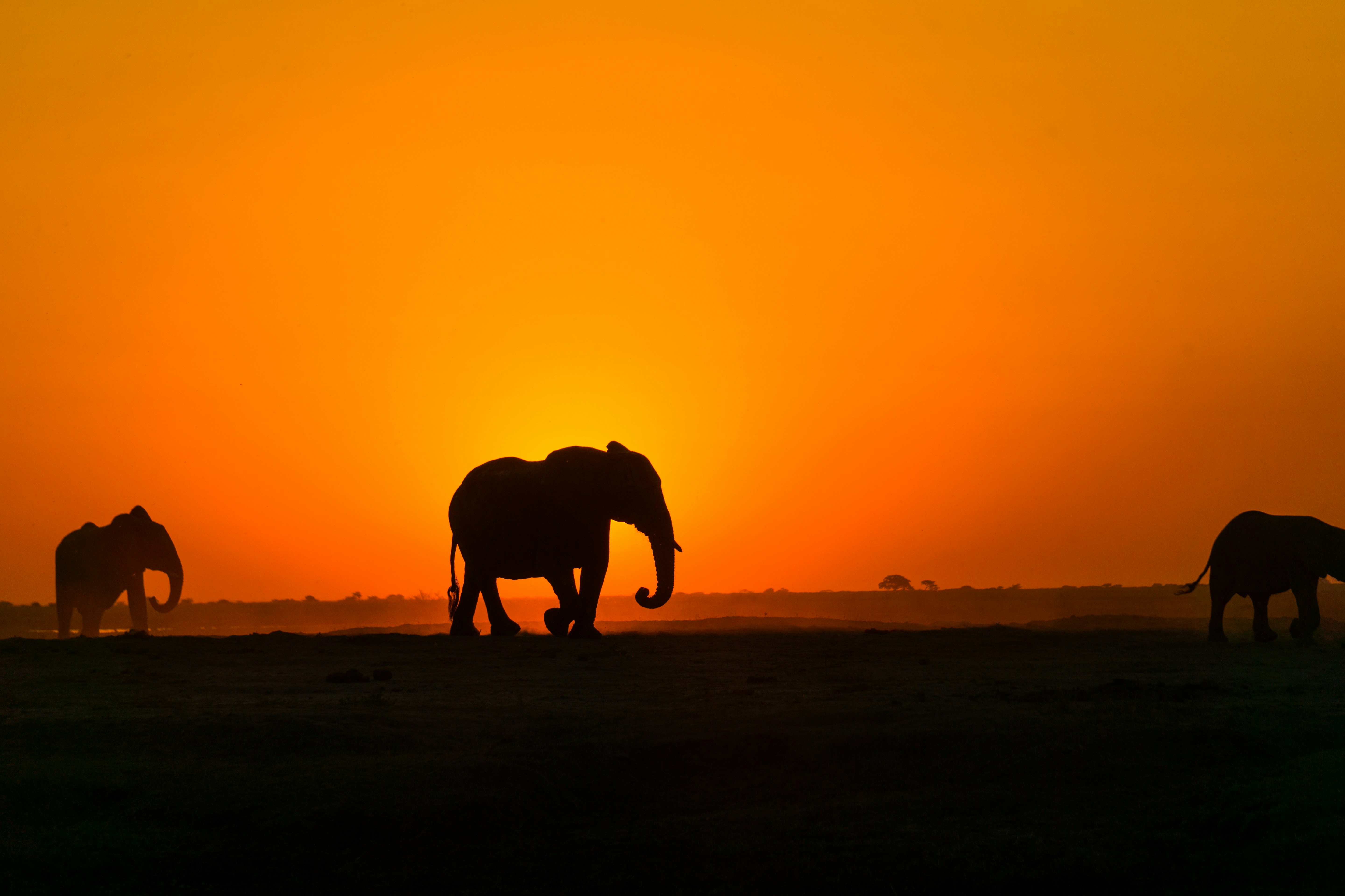 Elephants Walking on Savanna at Sunset