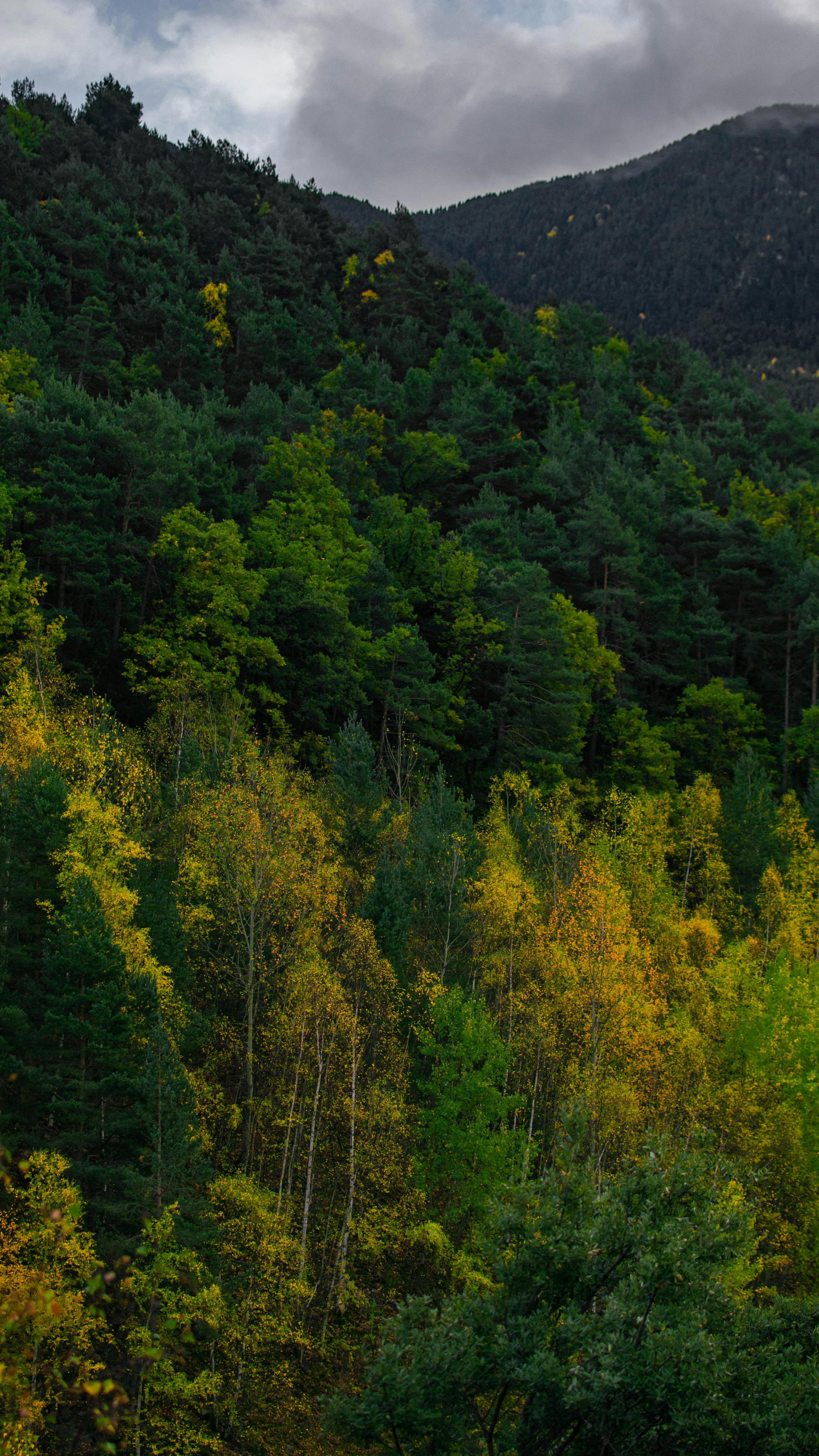 Early Autumn Mountain Forest