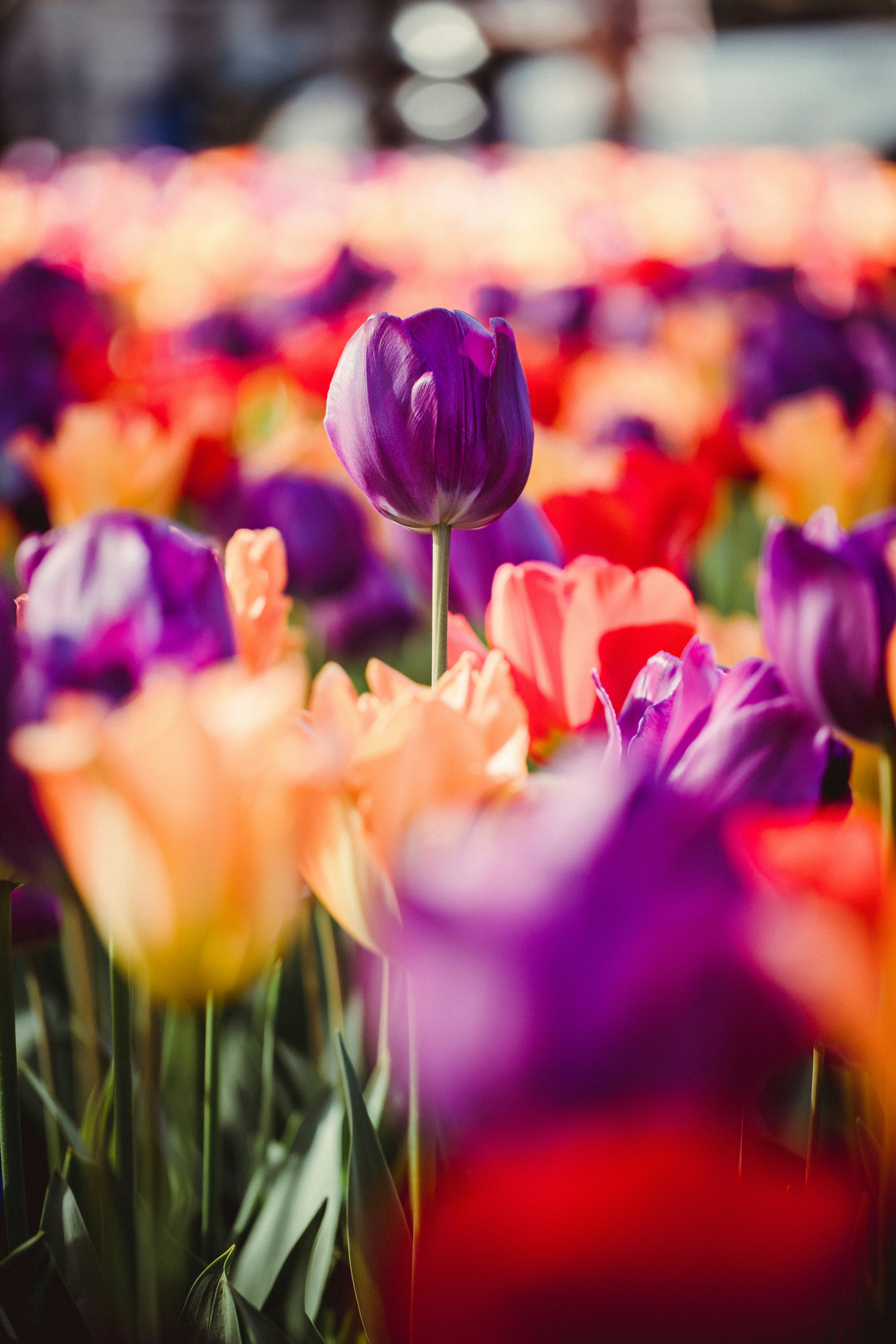 Vibrant Mixed Color Tulip Field
