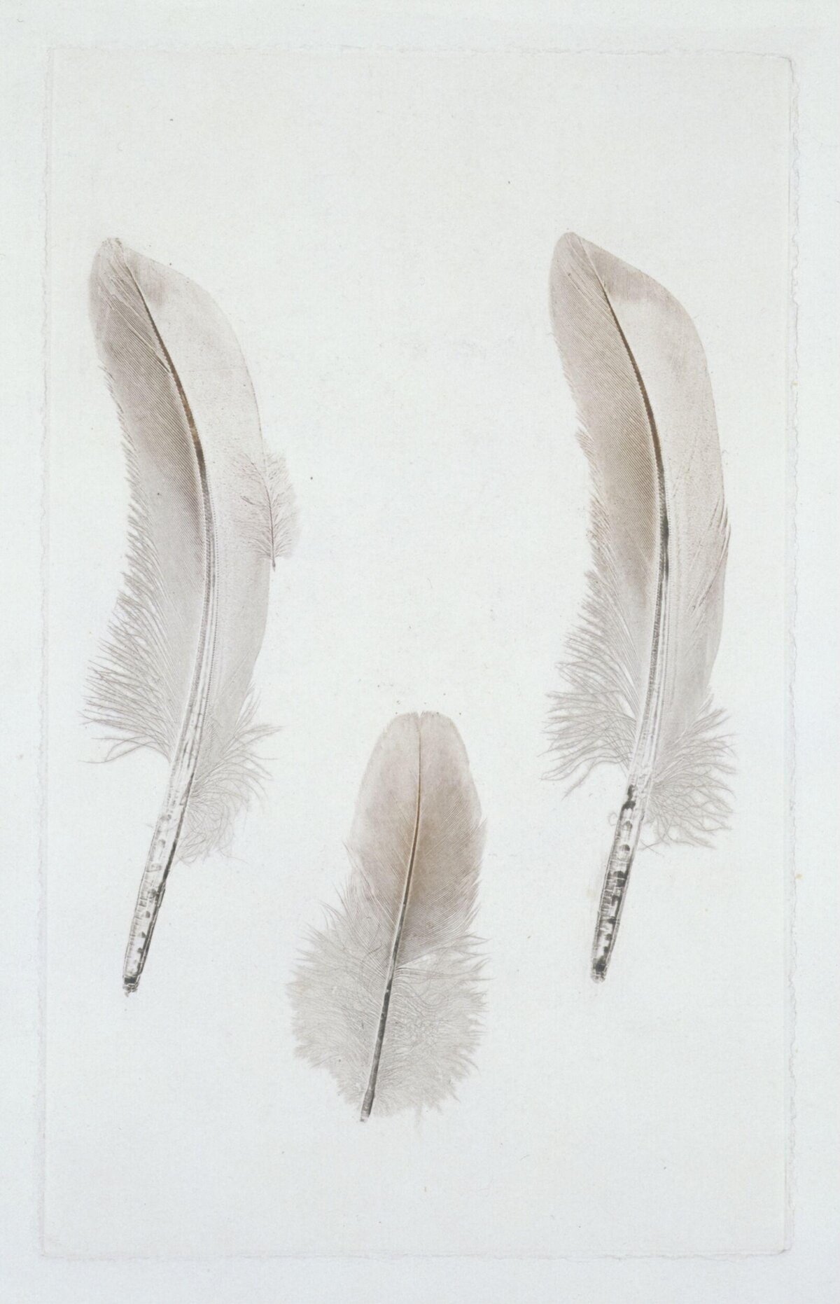 Three Feathers Still Life Drawing