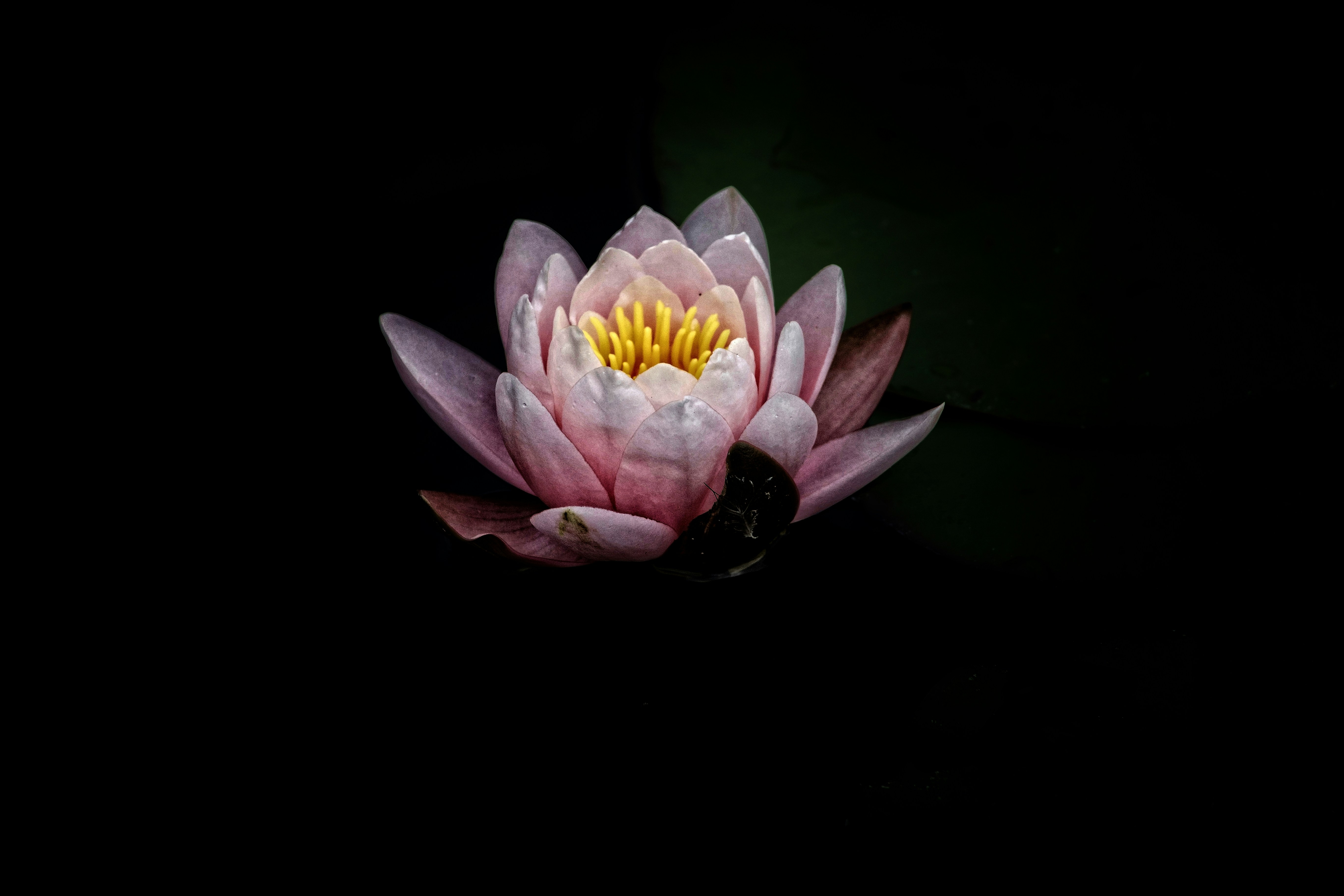 Pink Water Lily on Black Background