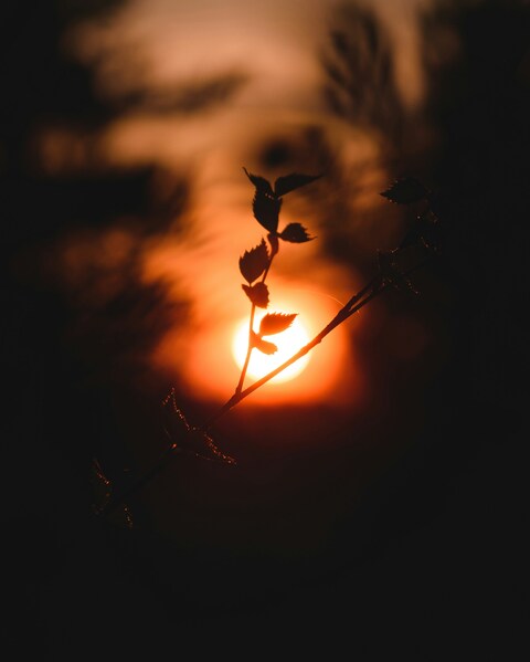 Silhouetted Branch At Sunset