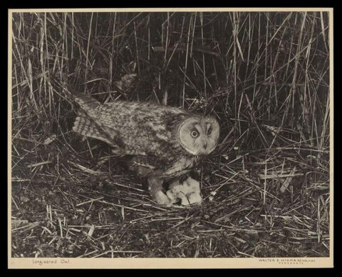 Long-eared Owl at Nest