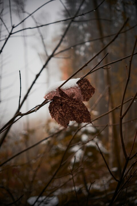 Snow-covered Dried Leaf in Winter Forest