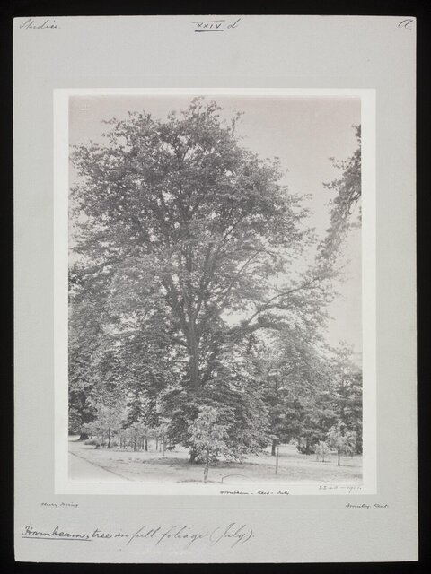 Vintage Hornbeam Tree in Full Foliage