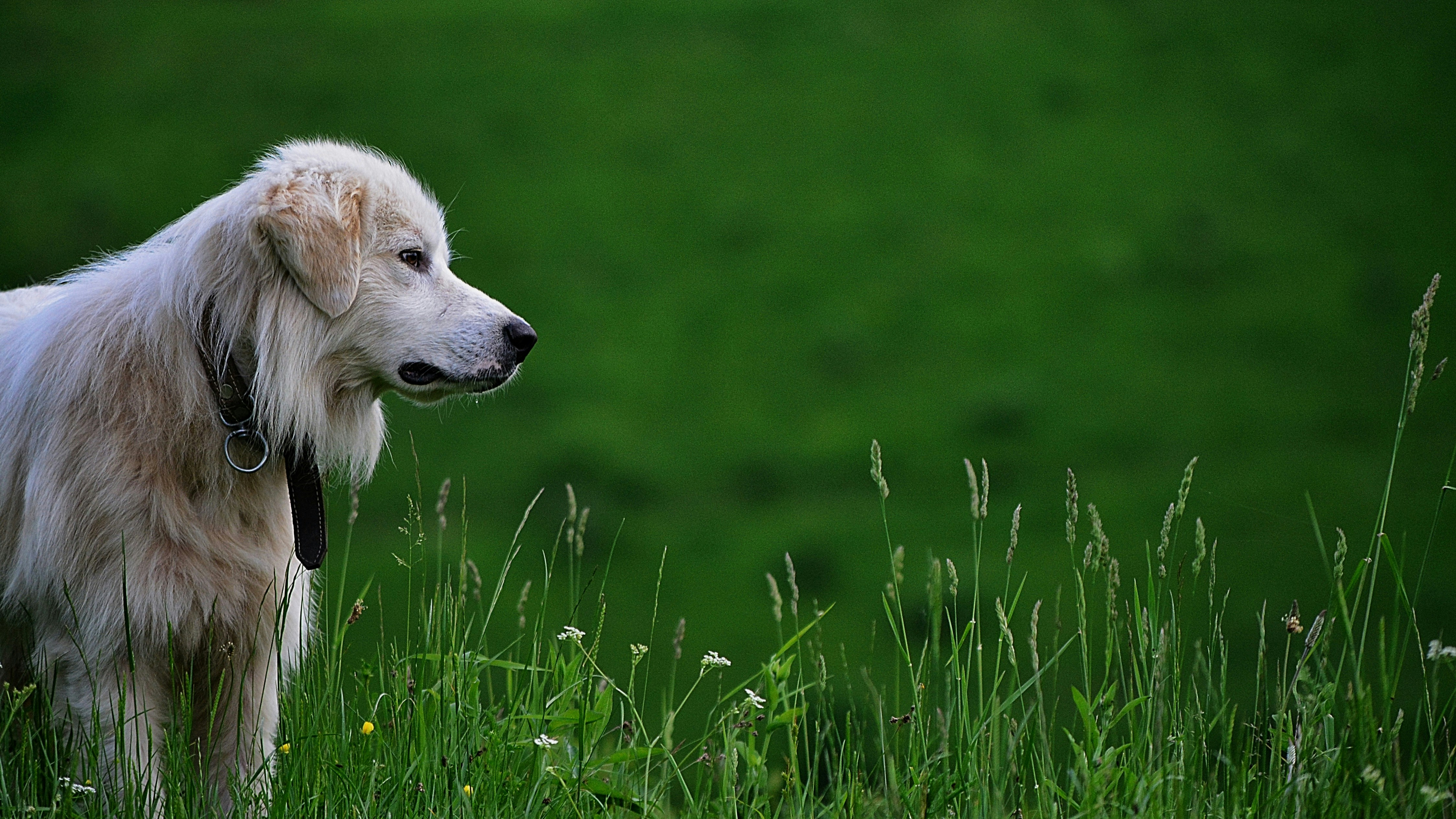 Golden Retriever Standing In Grass