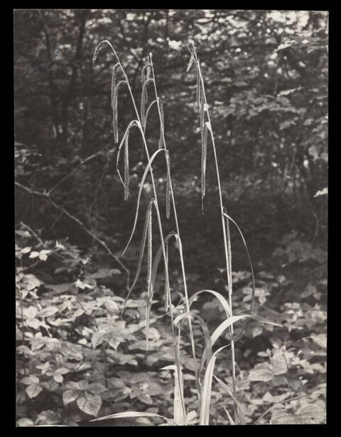 Pendulous Wild Grasses in Woodland
