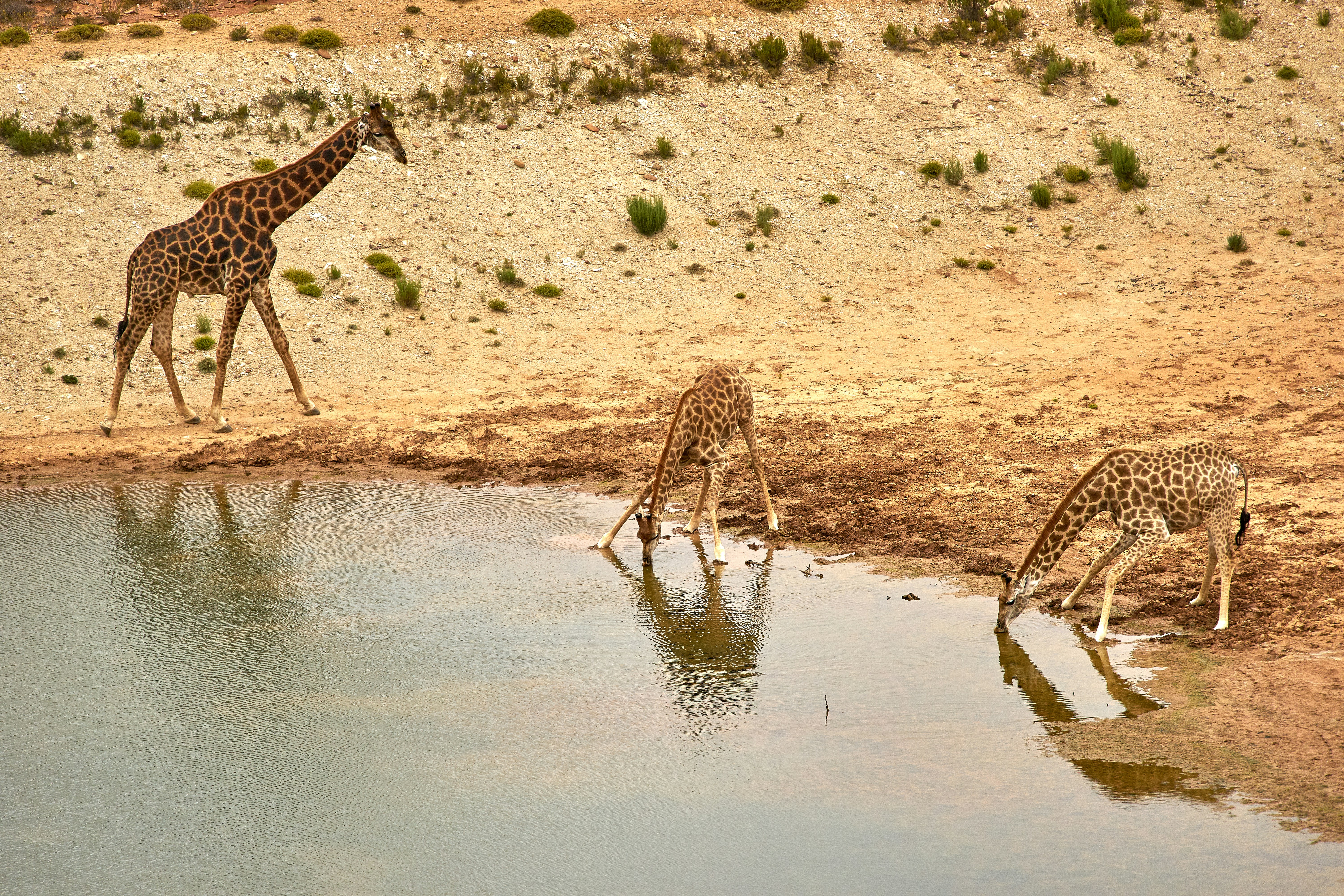 Three Giraffes at Waterhole