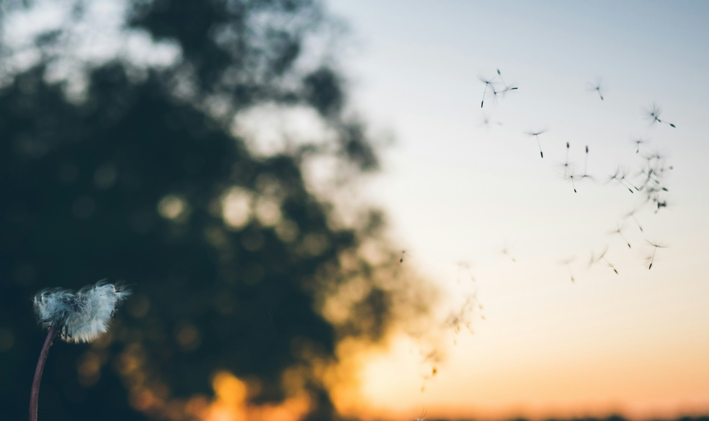 Blowing Dandelion Seeds at Sunset