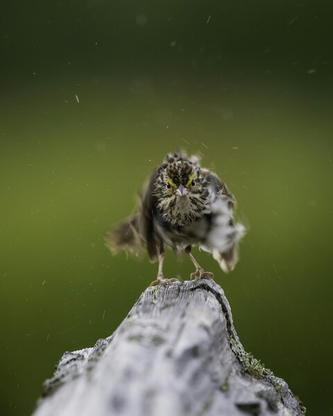 Sparrow Shaking Off Rain on Stump