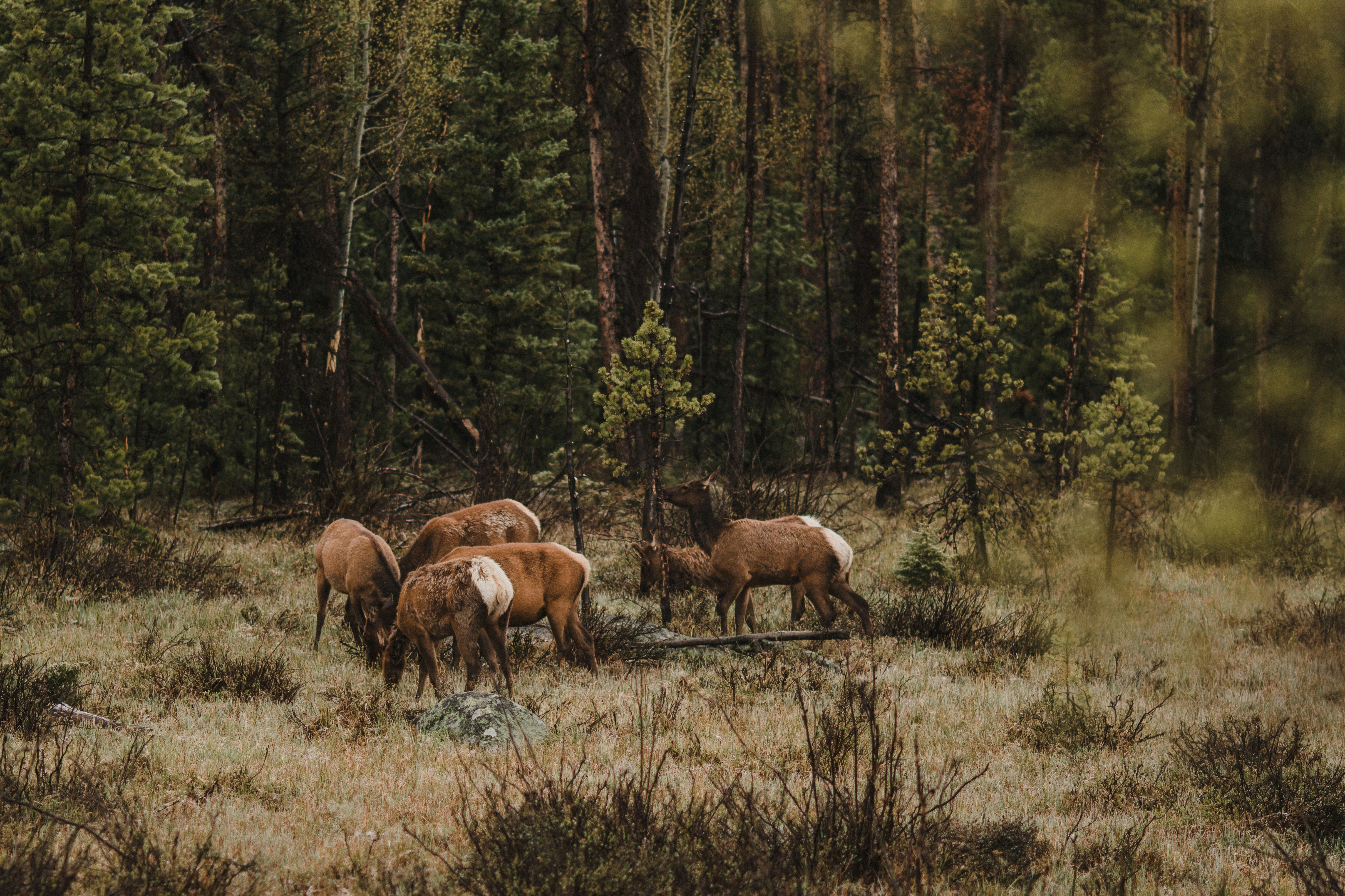 Elk Herd Grazing in Forest Meadow