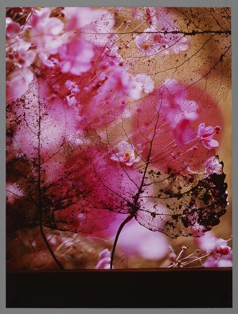 Leaf Skeletons Over Pink Flowers