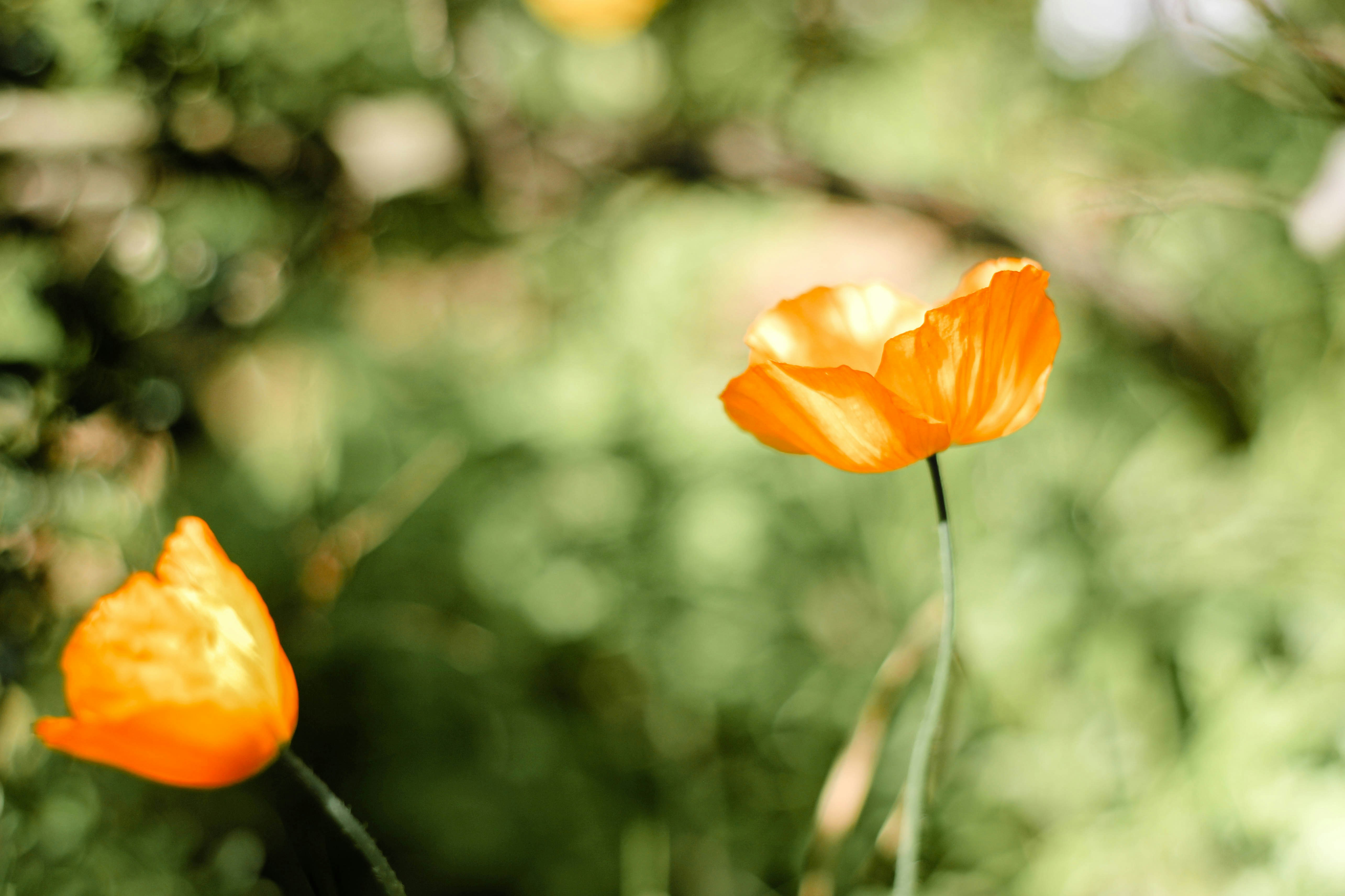 Orange Poppies Against Green Foliage