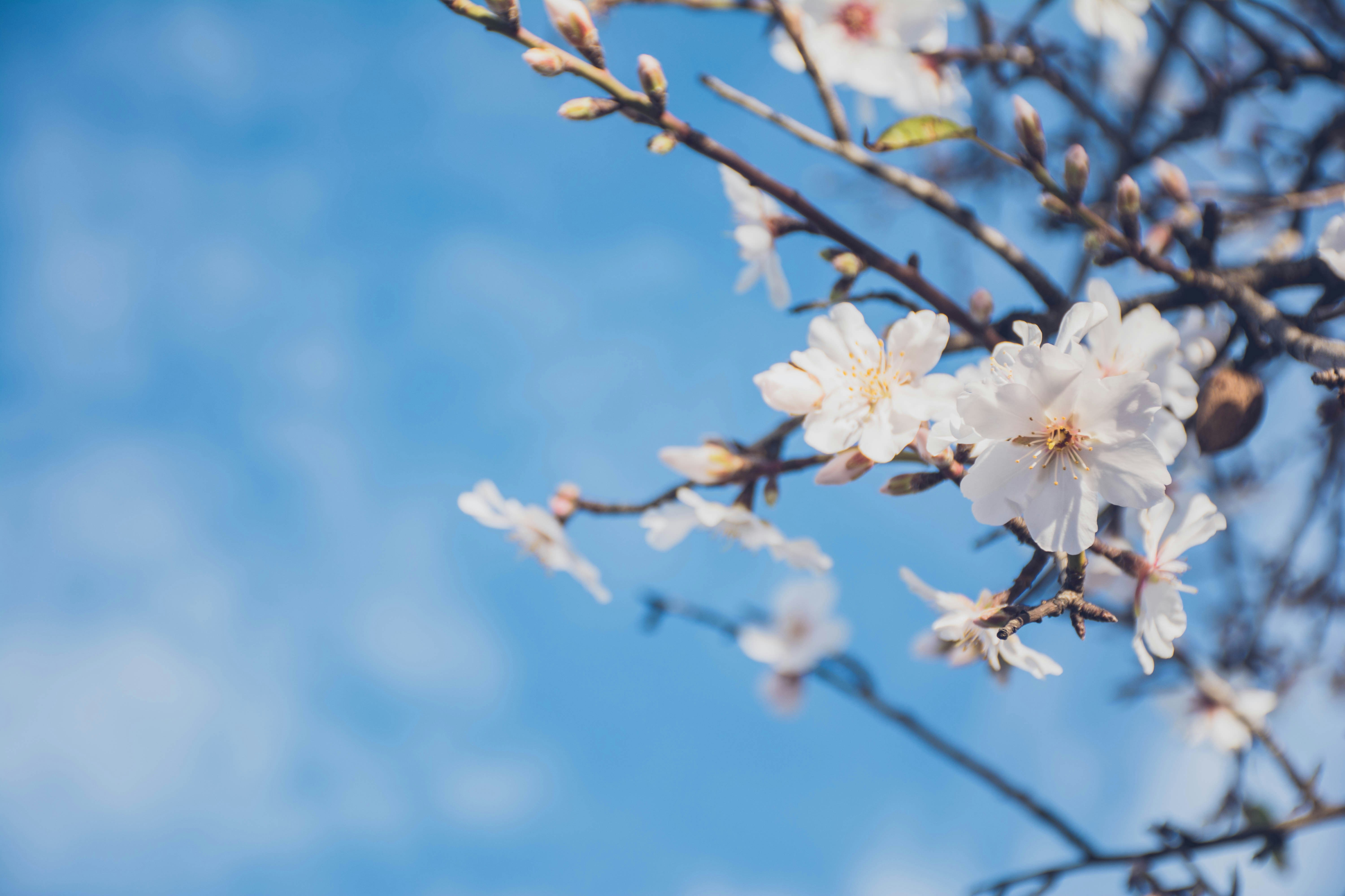 White Blossoms Against Blue Sky