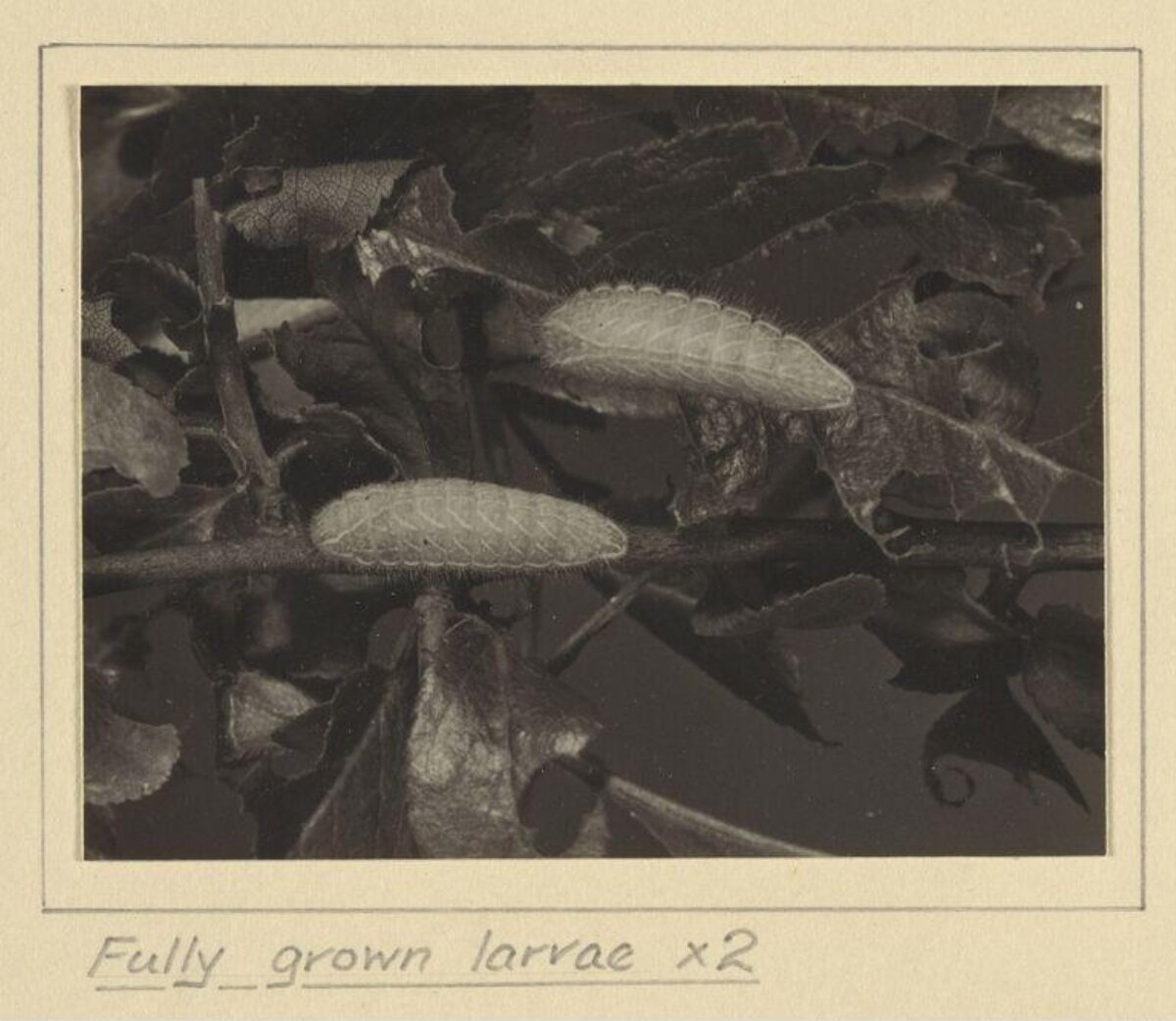 Two Fully Grown Larvae on Foliage