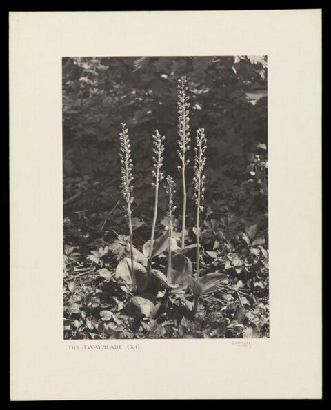 Black and White Twayblade Plants