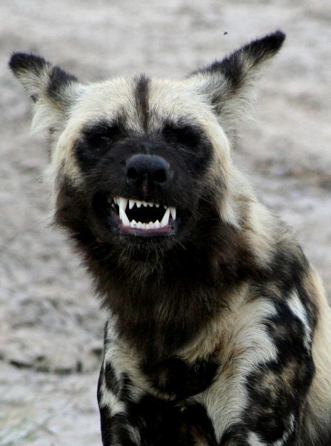 Snarling African Wild Dog Close Up