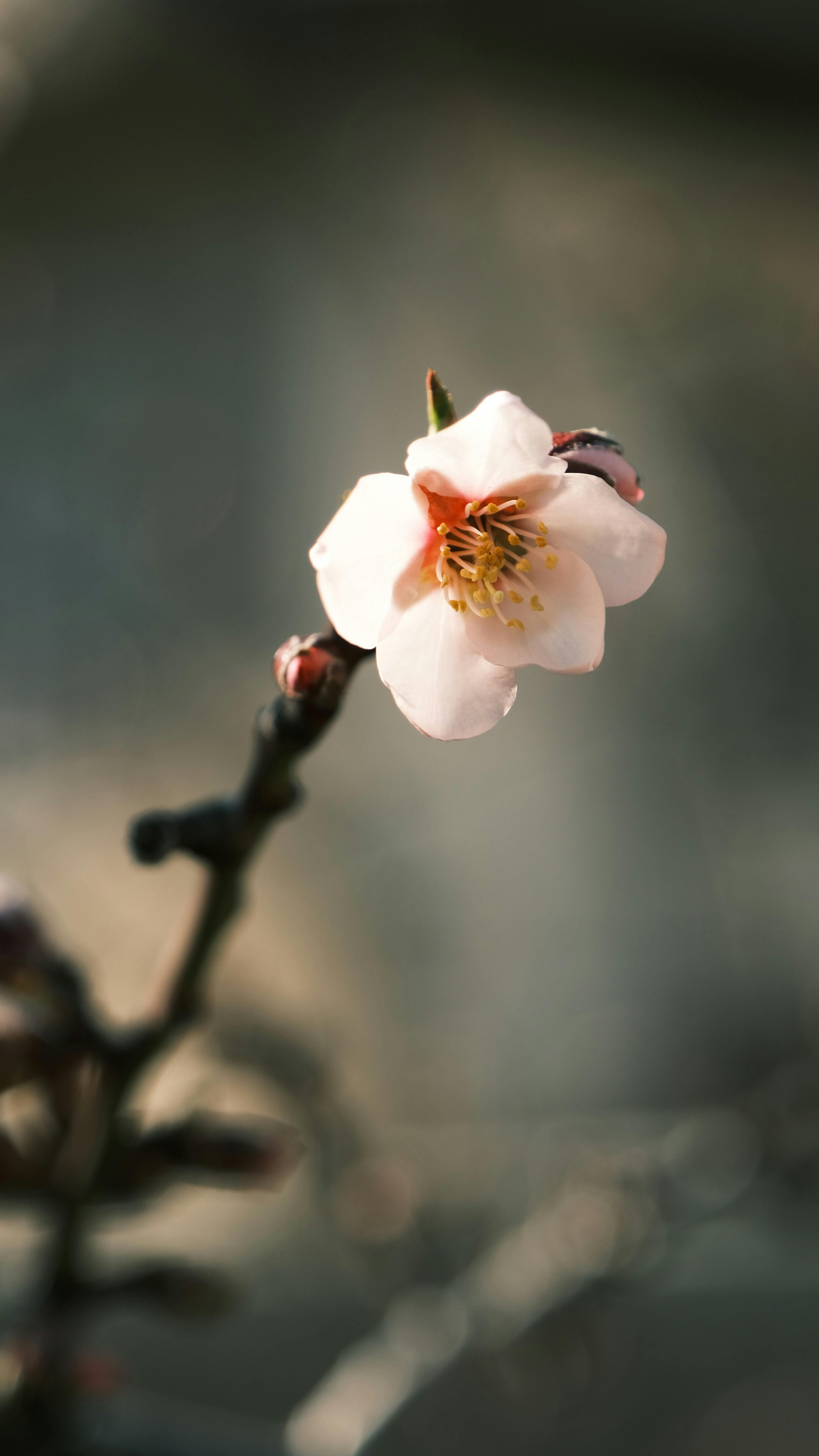 Single Pink Peach Blossom on Branch