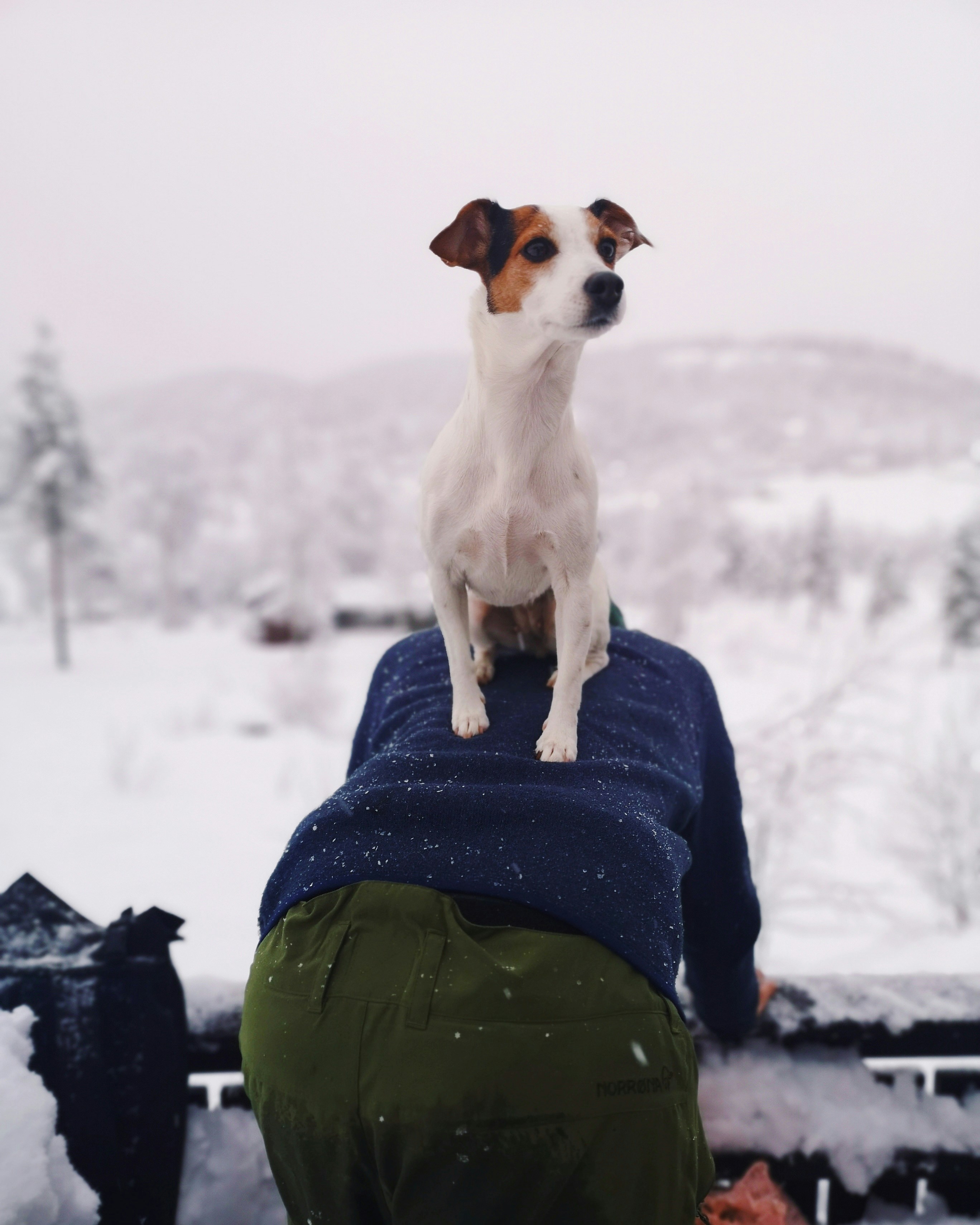 Dog Sitting On Person's Back In Snow
