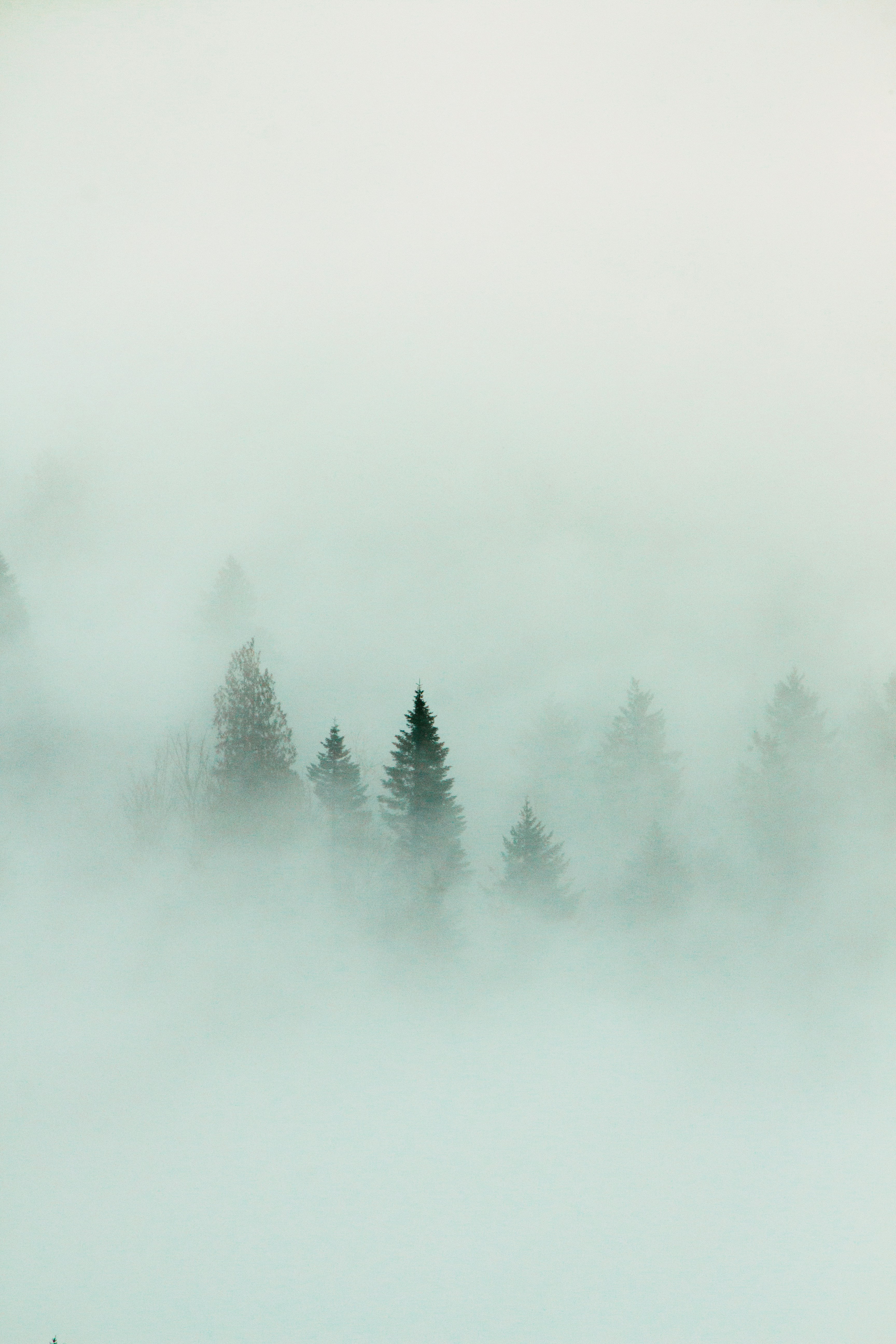 Misty Pine Forest