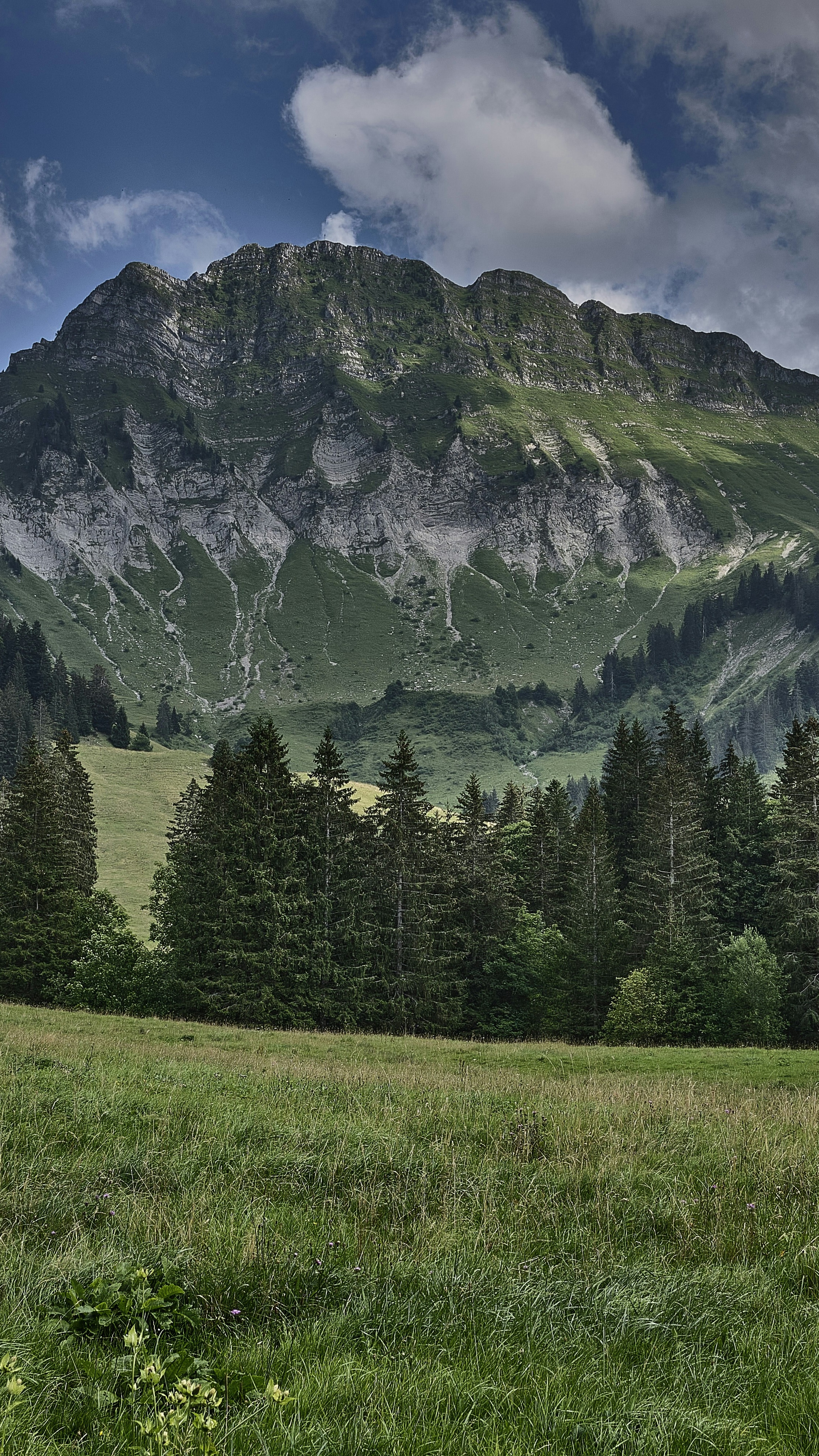 Alpine Mountain Meadow Landscape