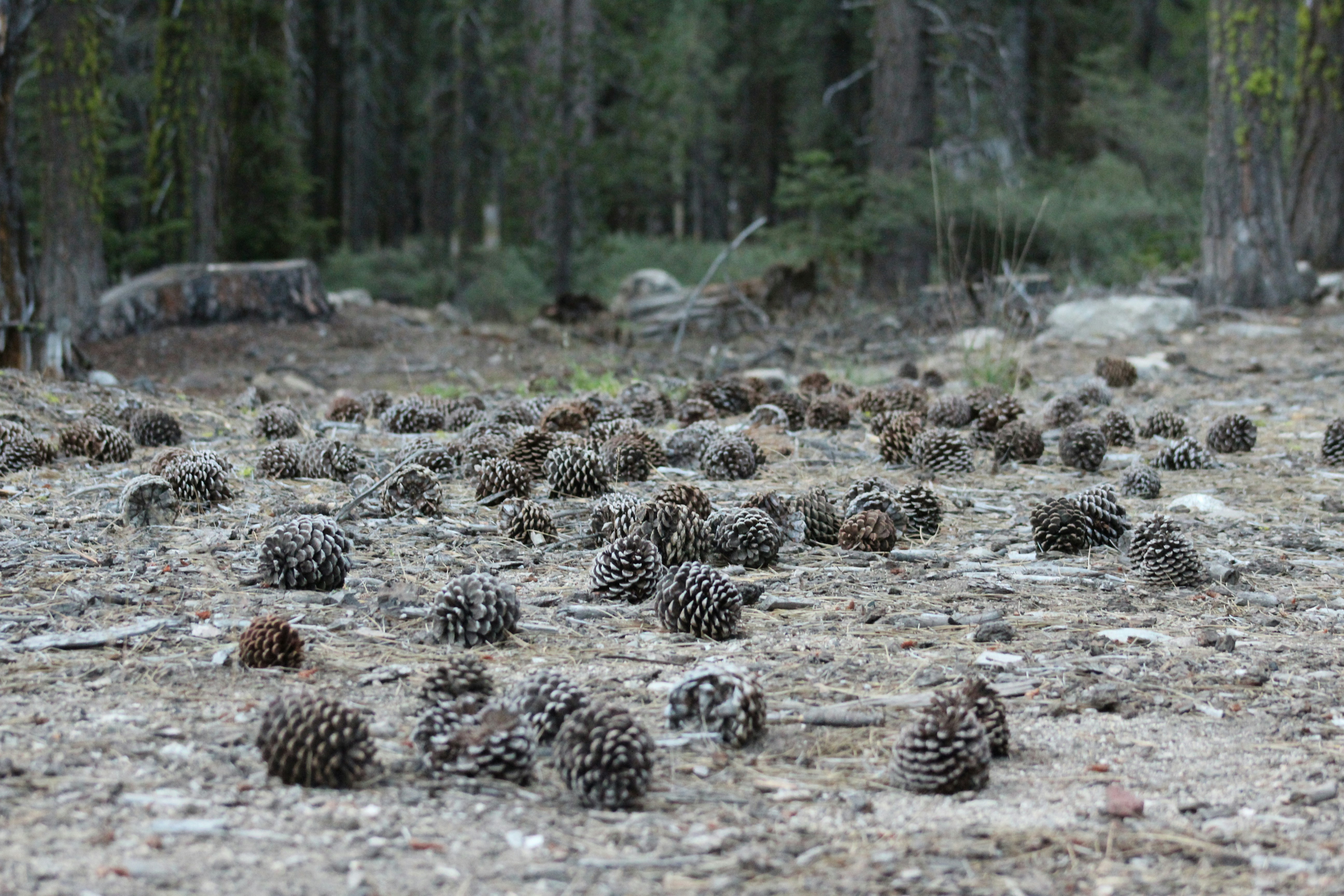 Pine Cones Scattered on Forest Ground