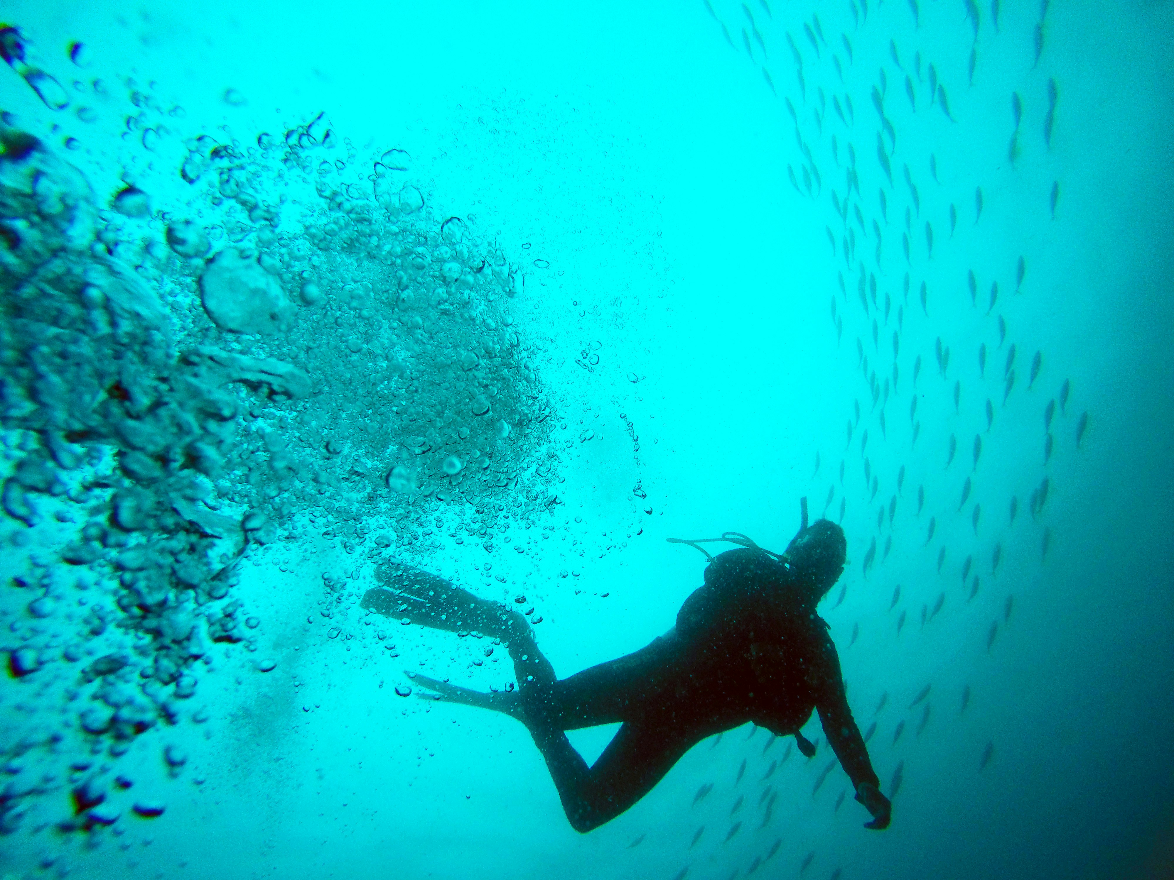 Underwater Scuba Diver with Fish School