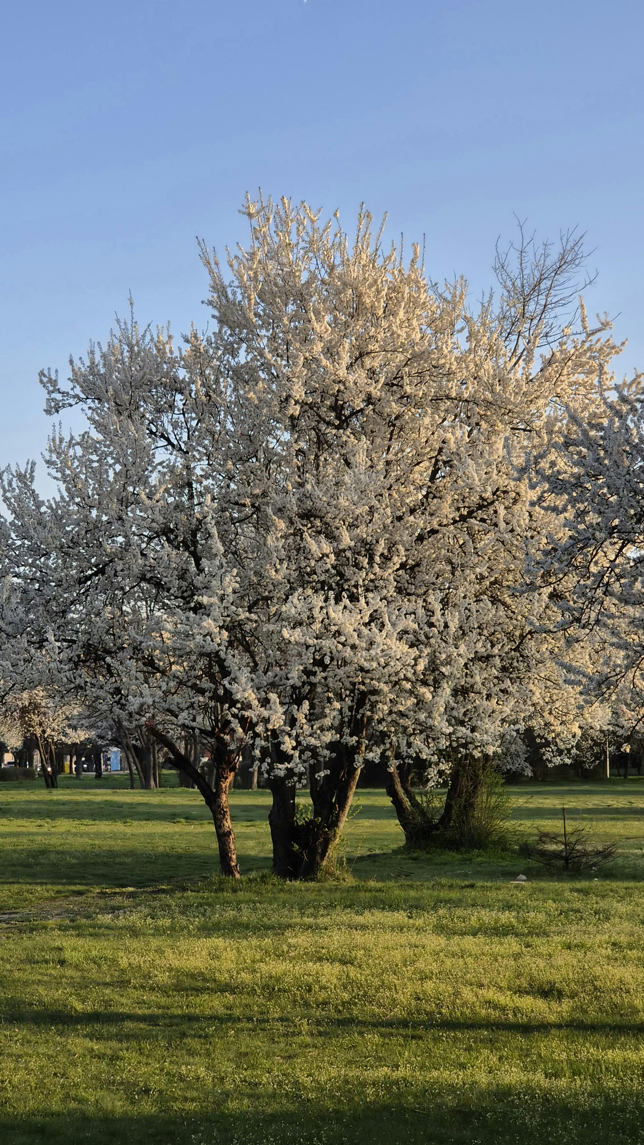 Blooming Spring Tree in Park