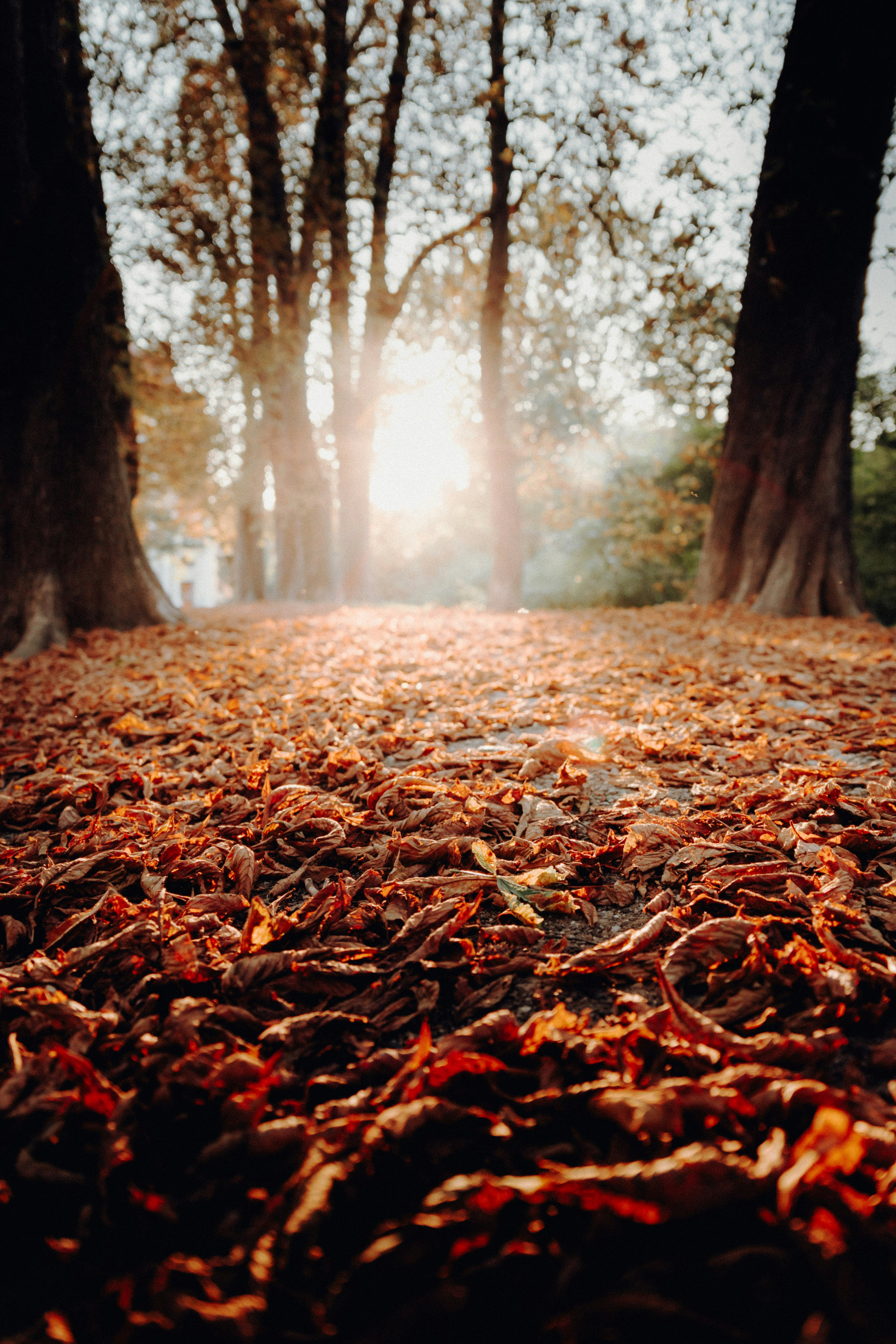 Sunlit Autumn Forest Path
