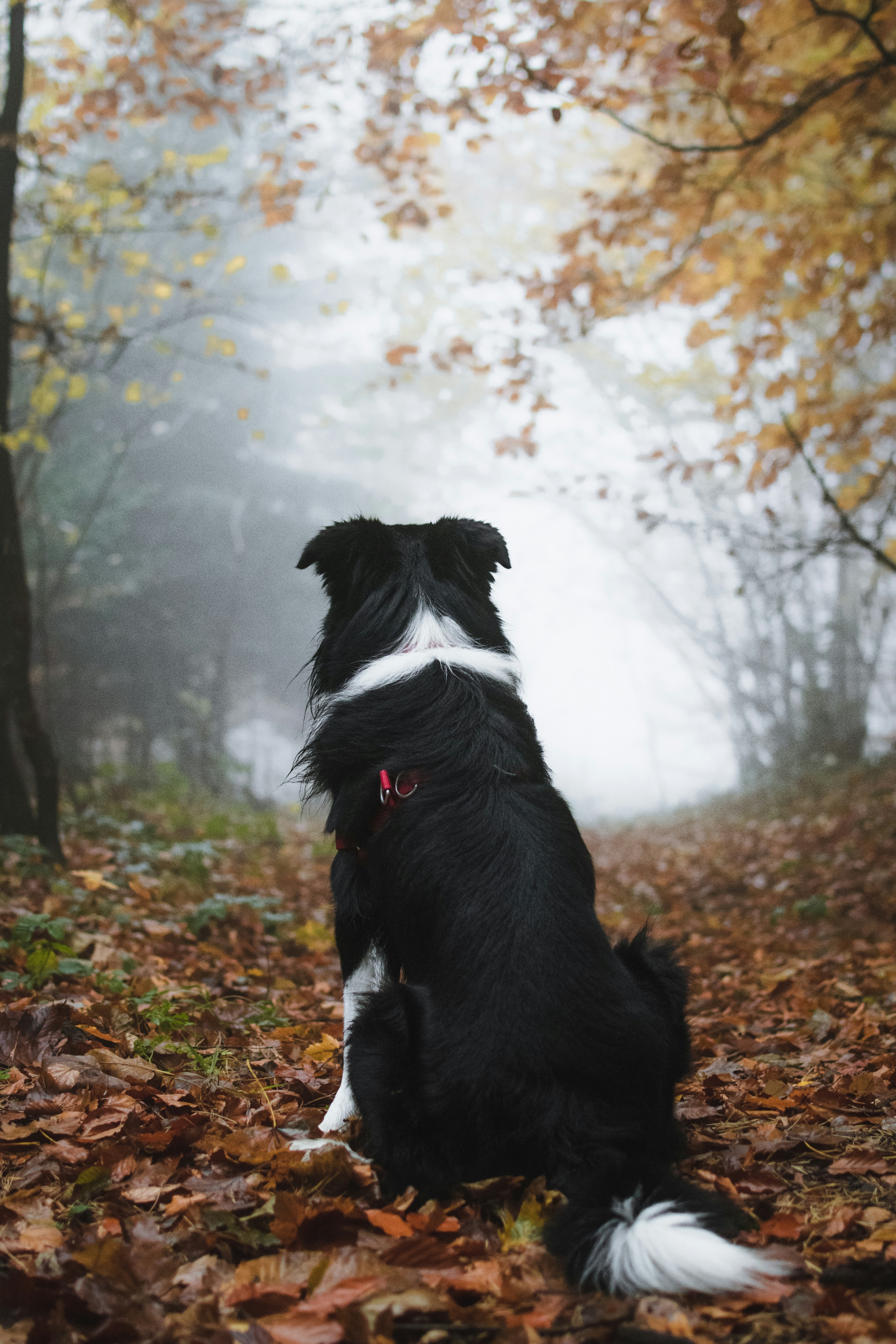 Border Collie on Foggy Autumn Forest Path