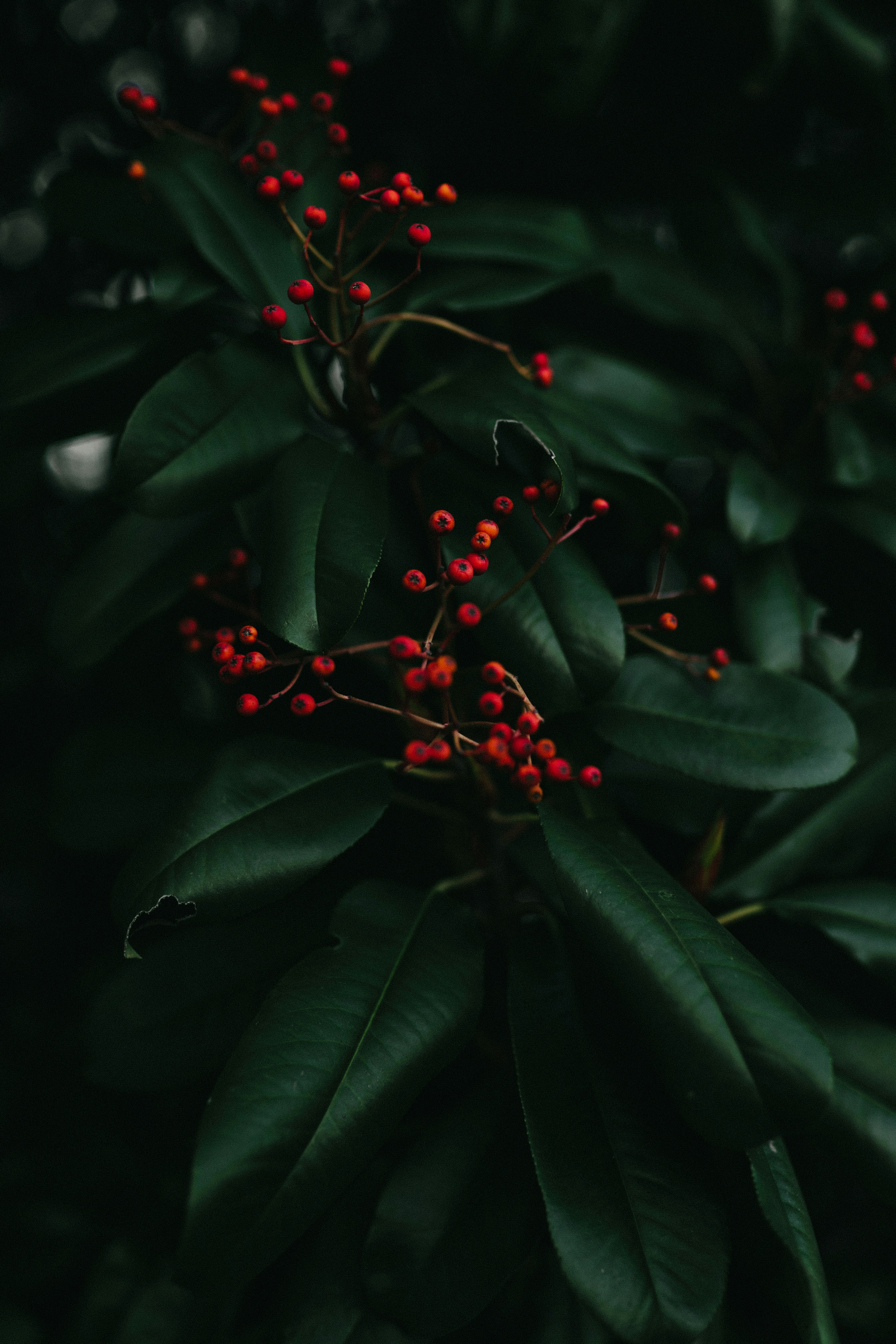 Red Berries Among Dark Green Leaves