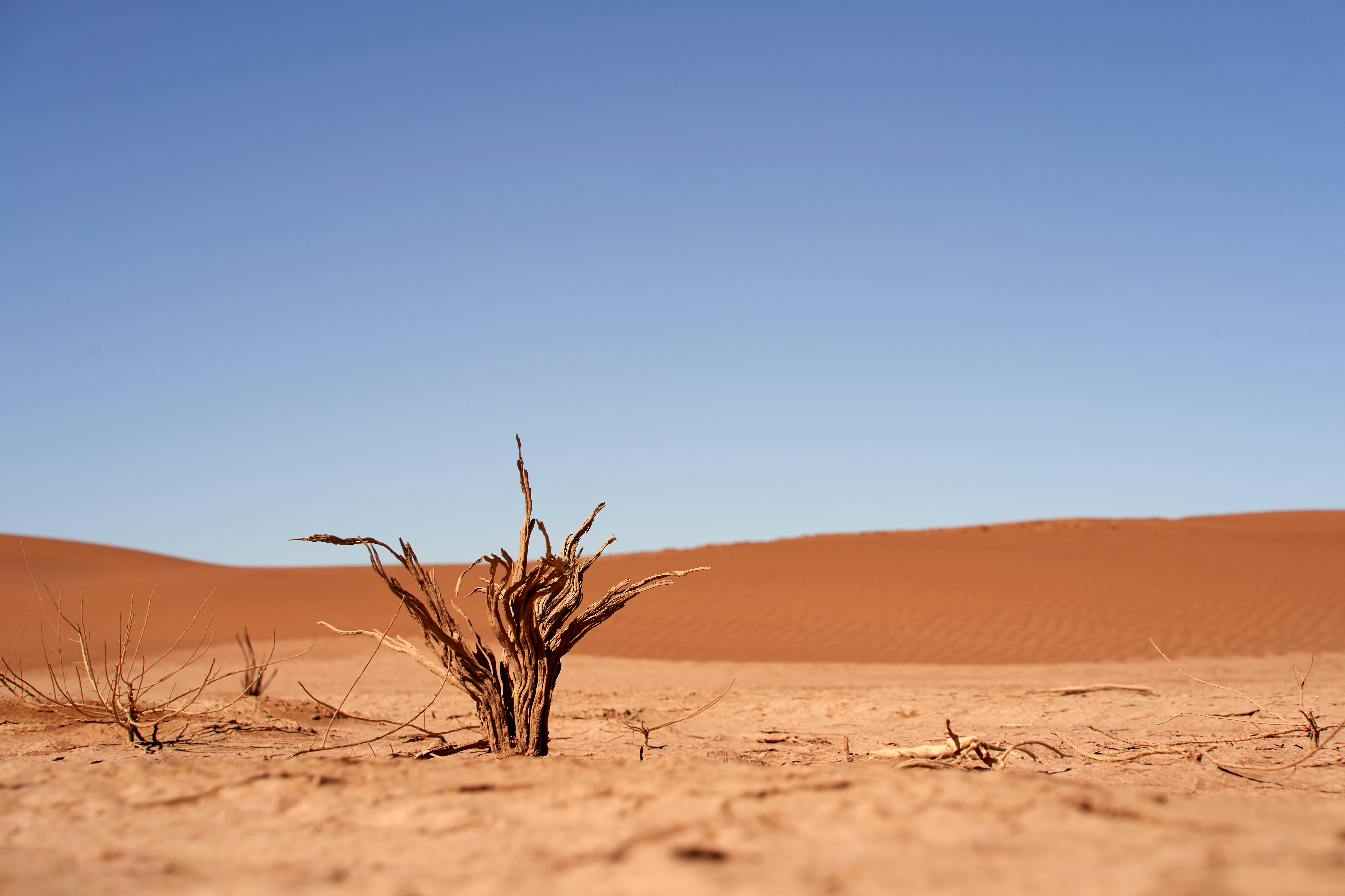 Dead Tree In Desert