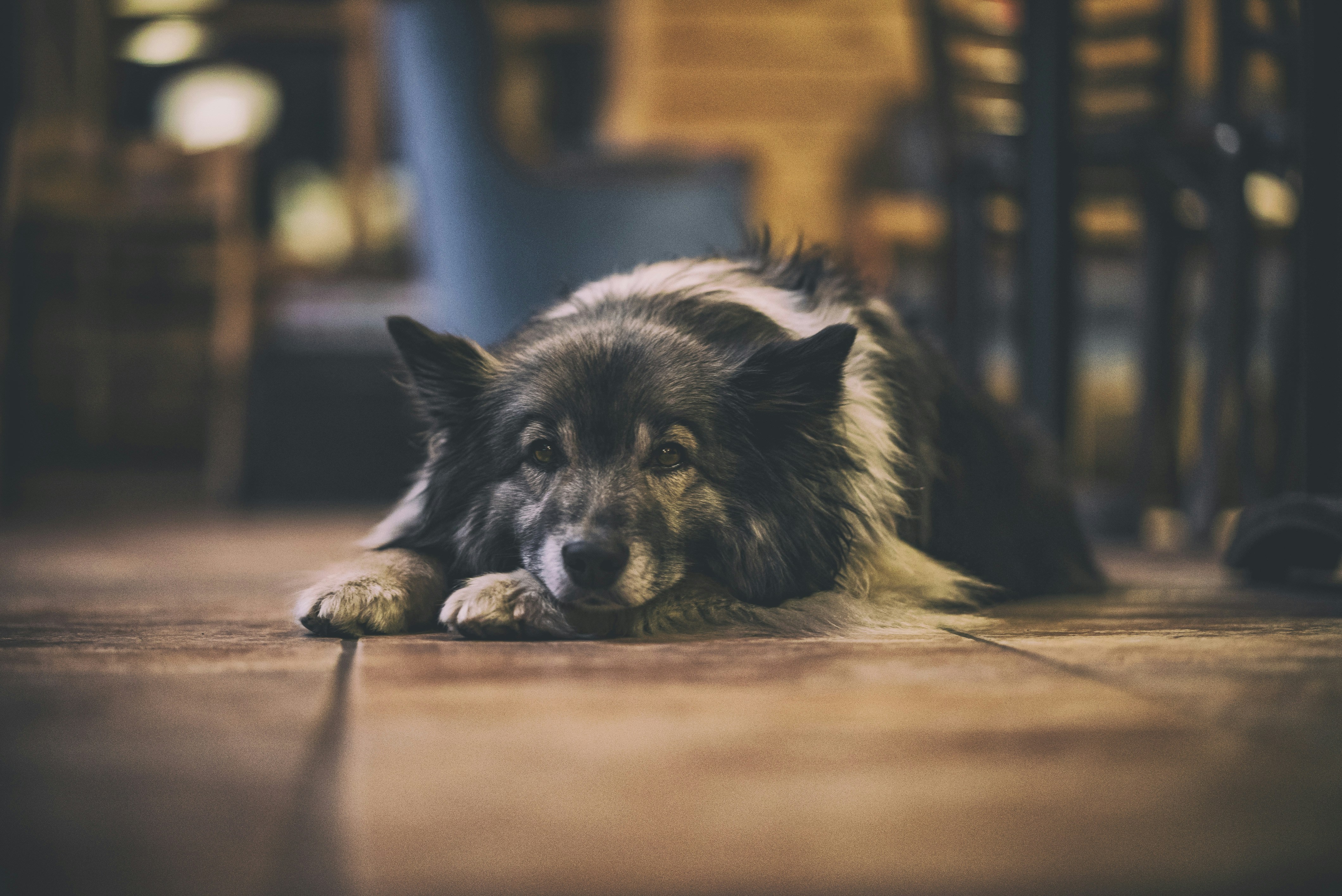 Fluffy Dog Resting On Indoor Floor