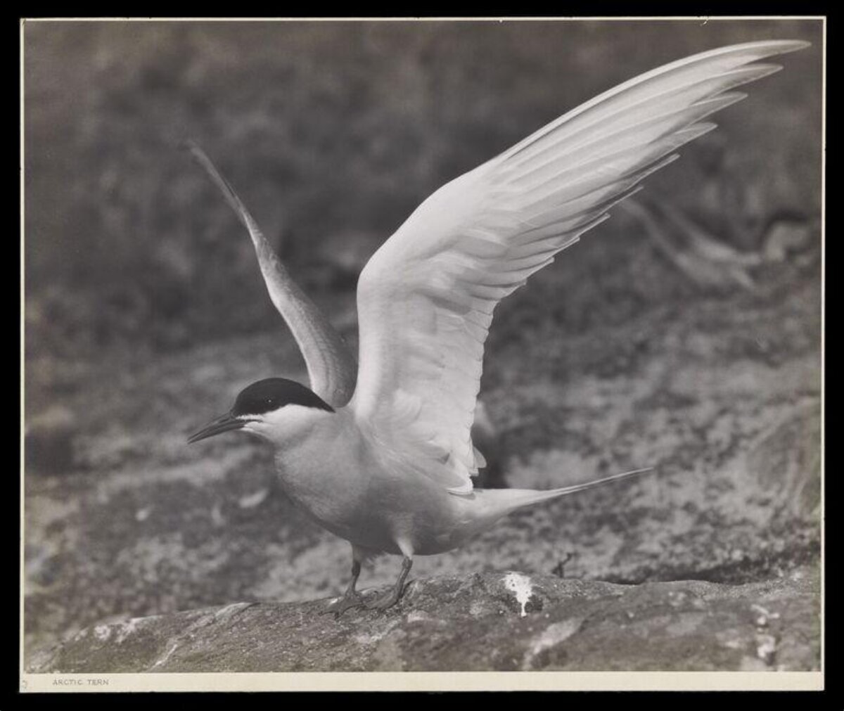 Arctic Tern with Spread Wings