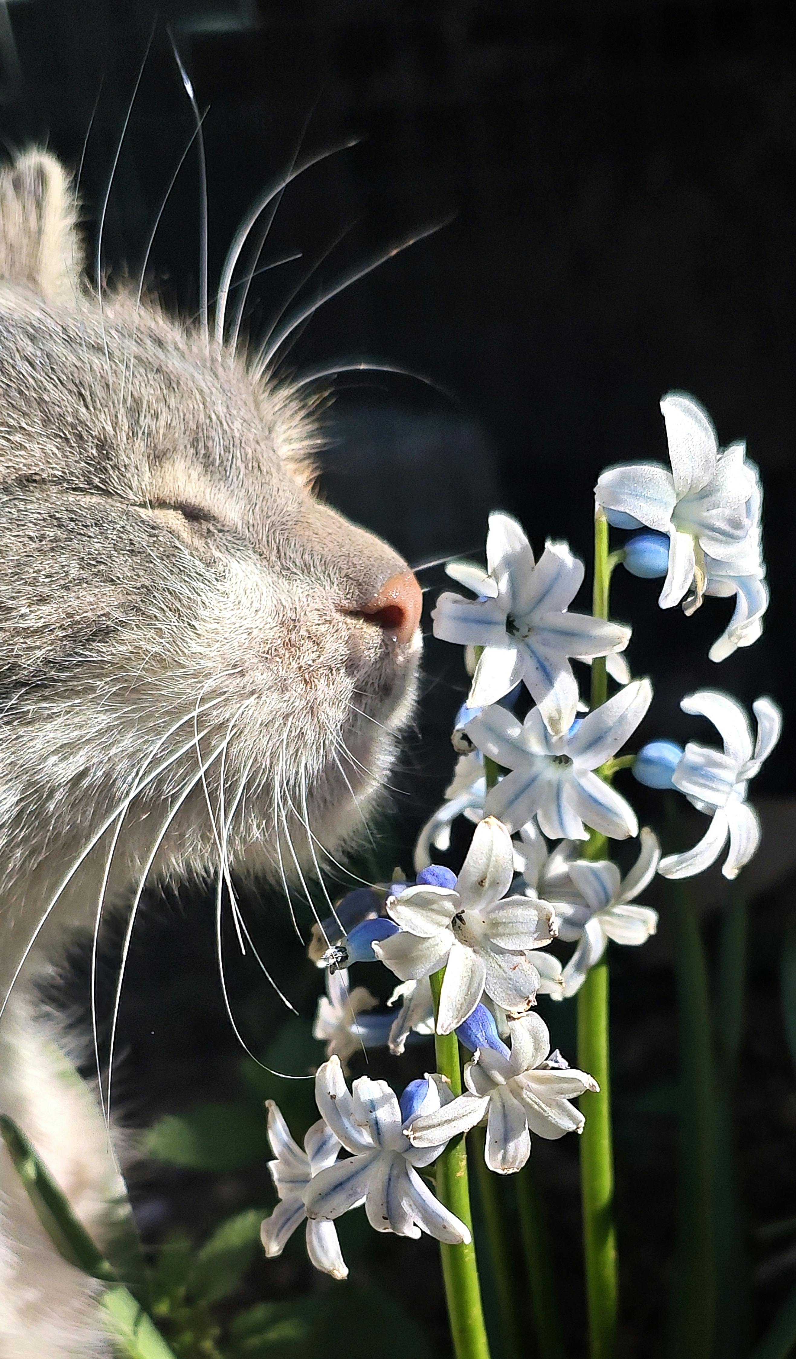 Grey Cat Sniffing White Flowers