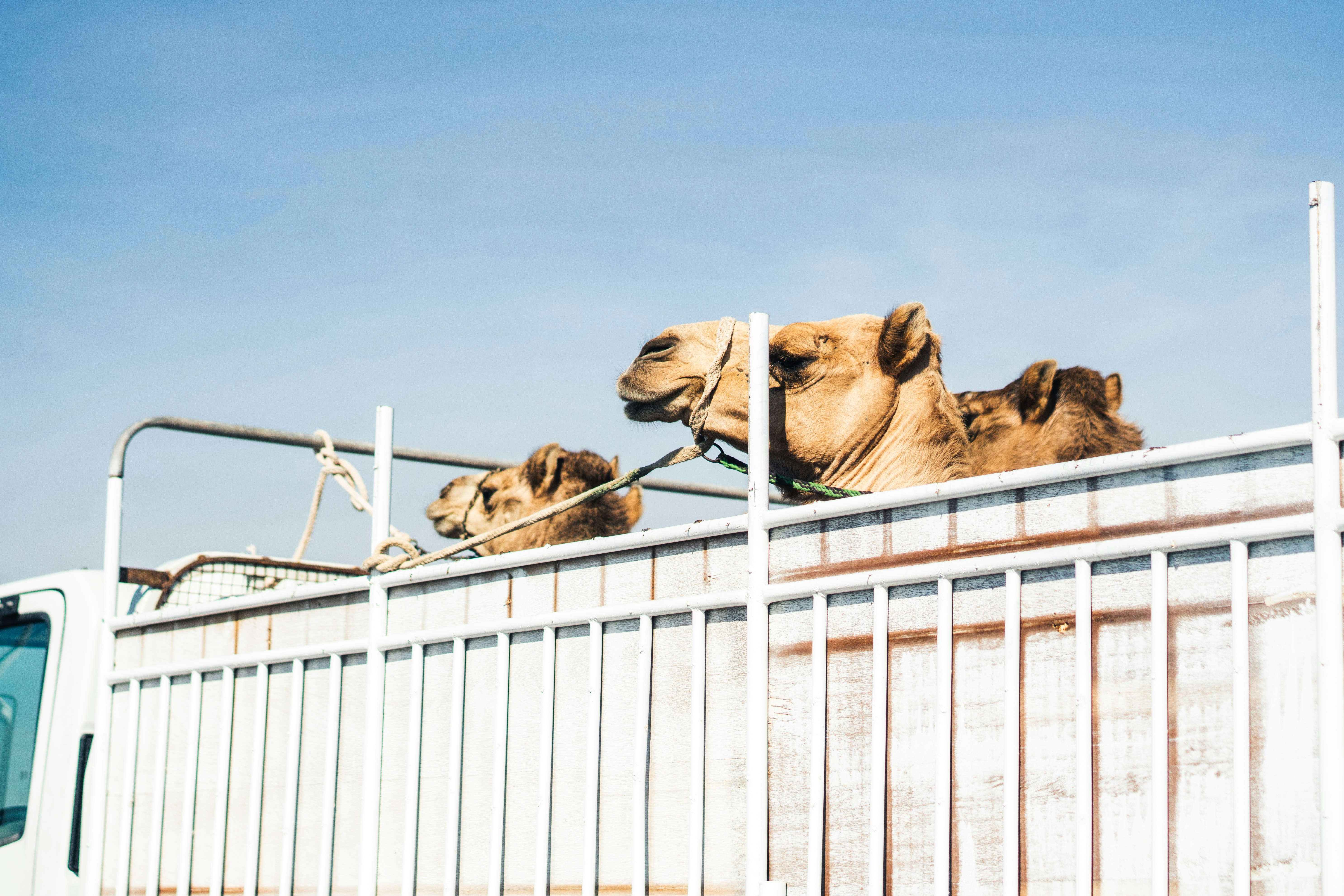 Camels Transported on a Cargo Truck
