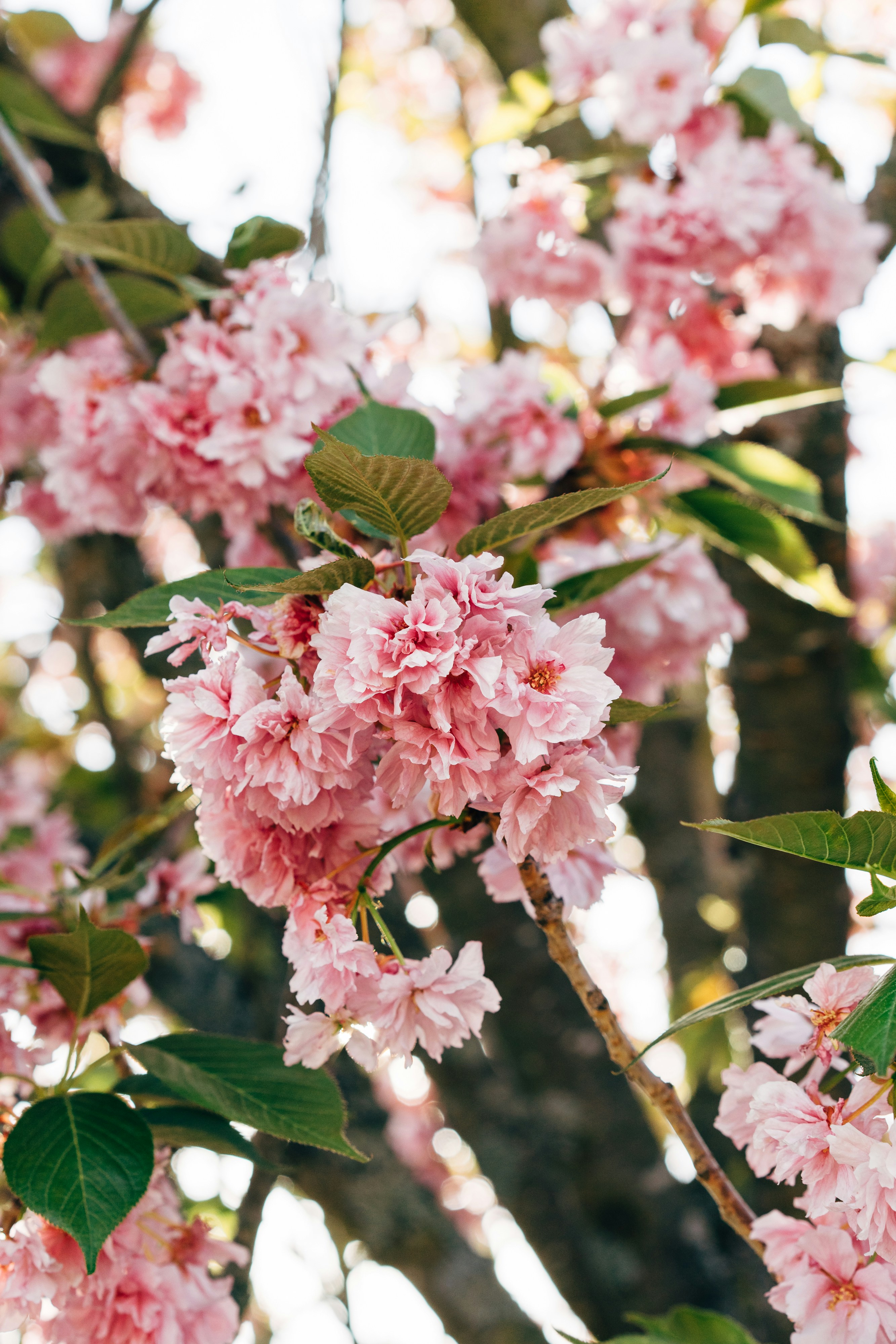 Blooming Pink Cherry Blossoms