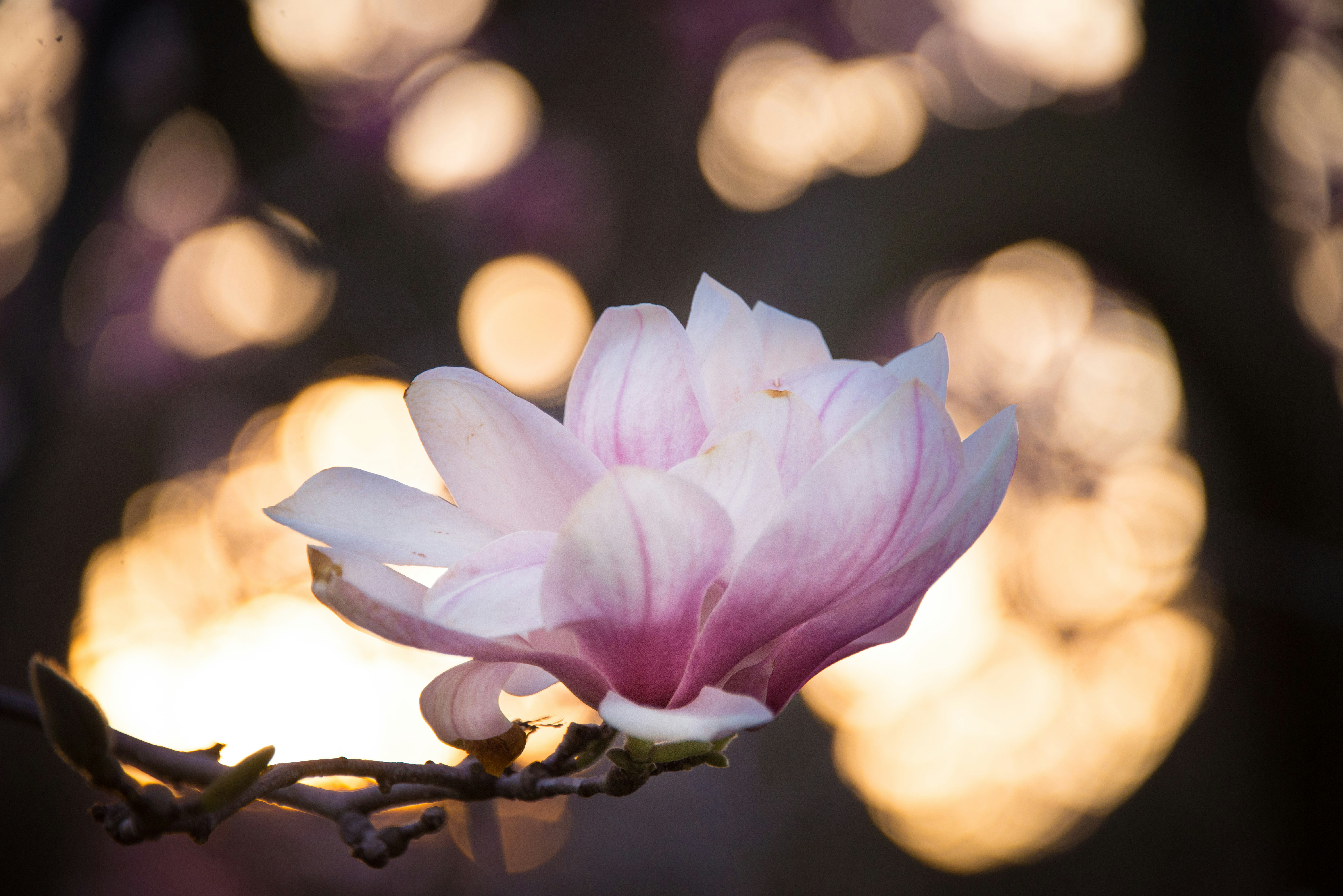 Backlit Pink Magnolia Flower