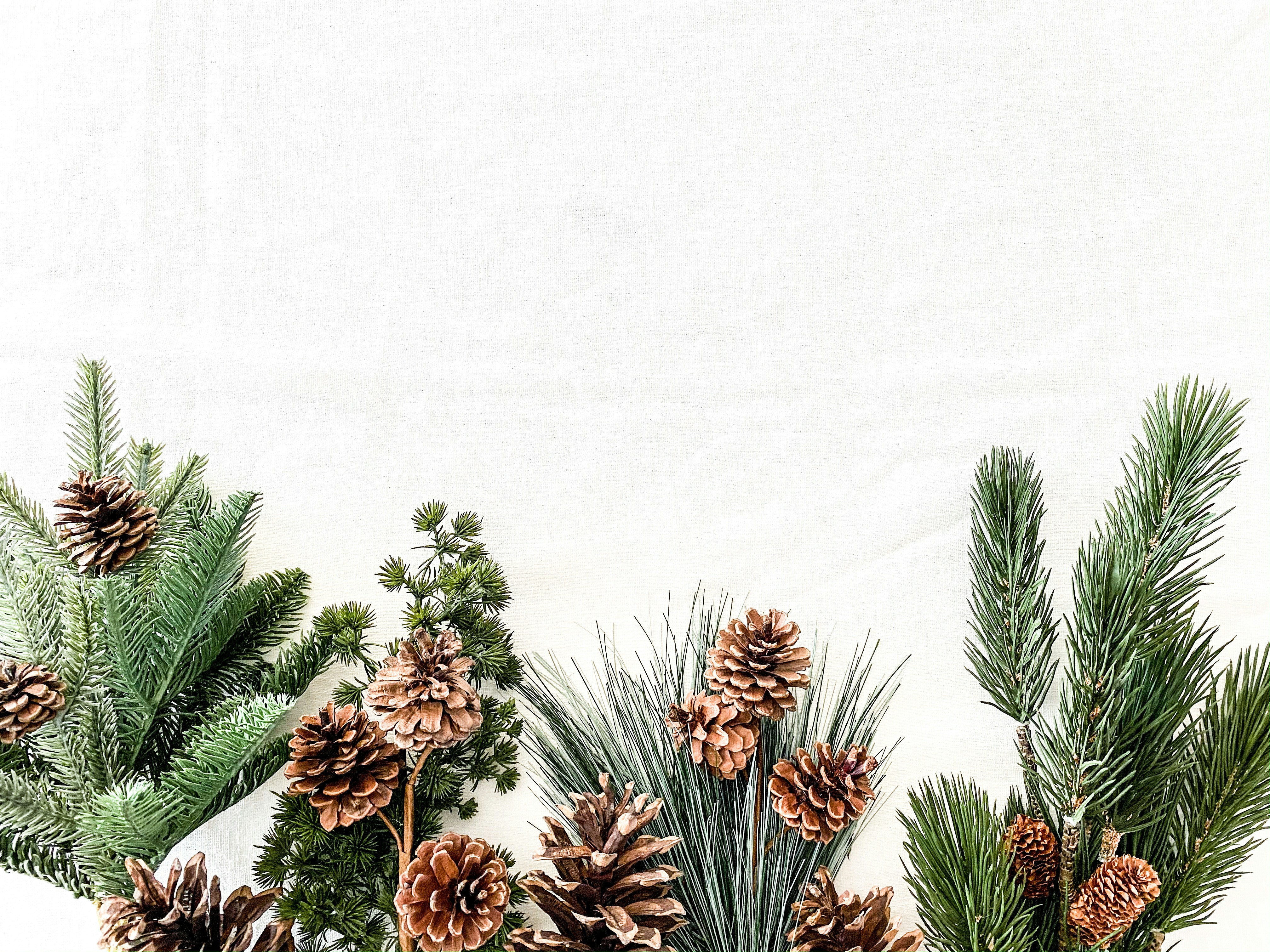Pine Cones and Pine Foliage on White Background
