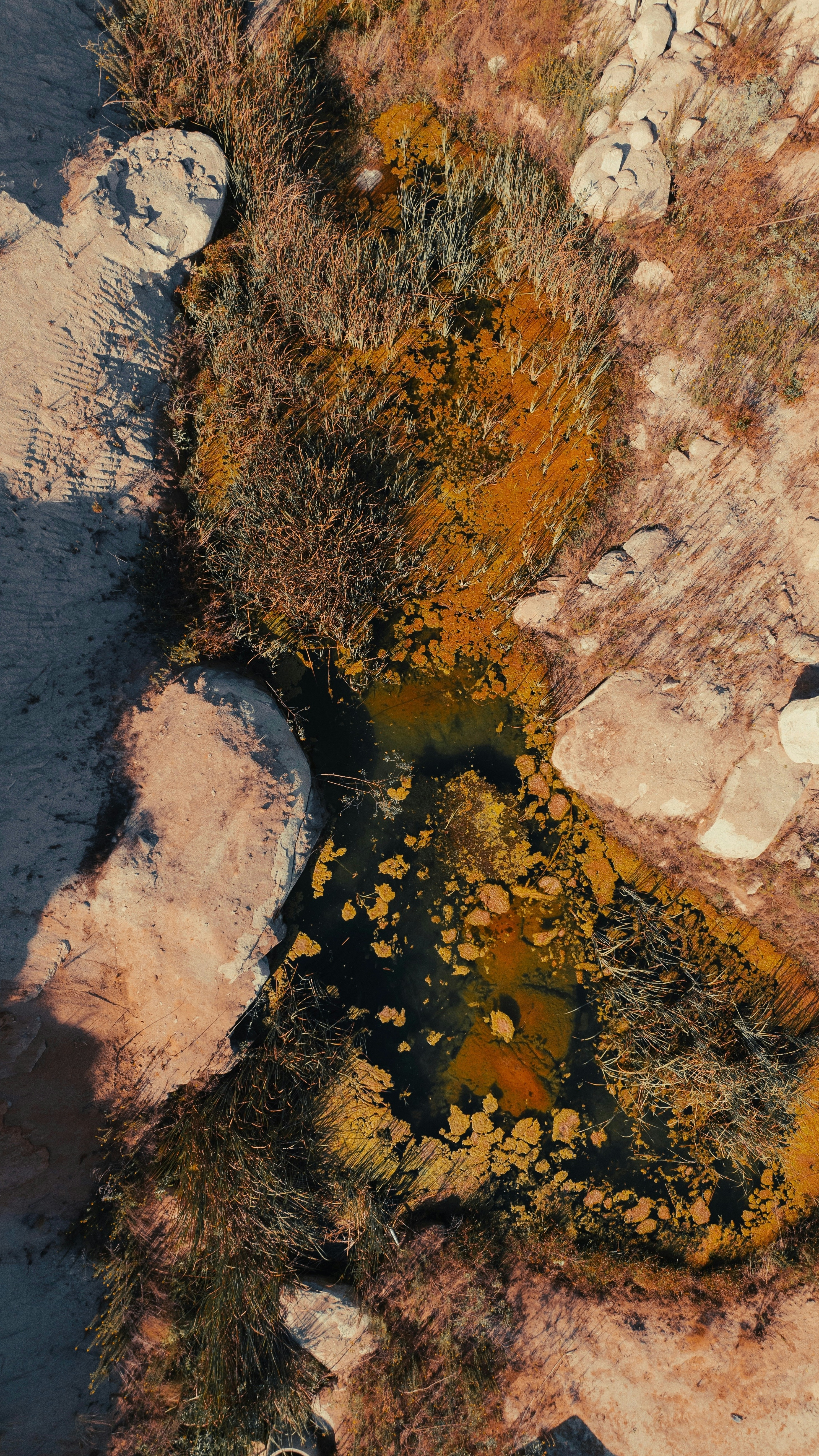 Overhead View of Algae Covered Stream Pool