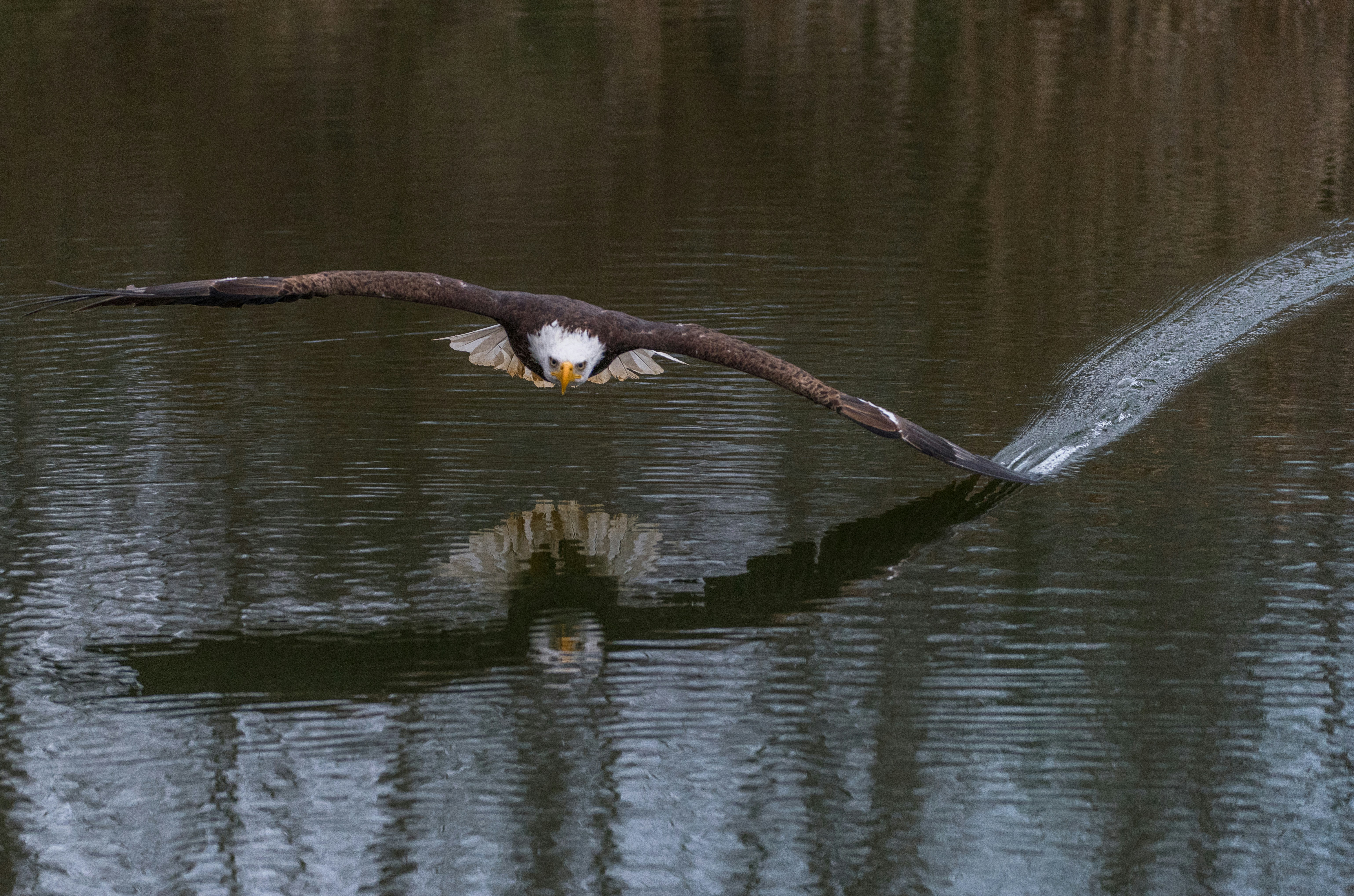 Bald Eagle Skimming Over Water