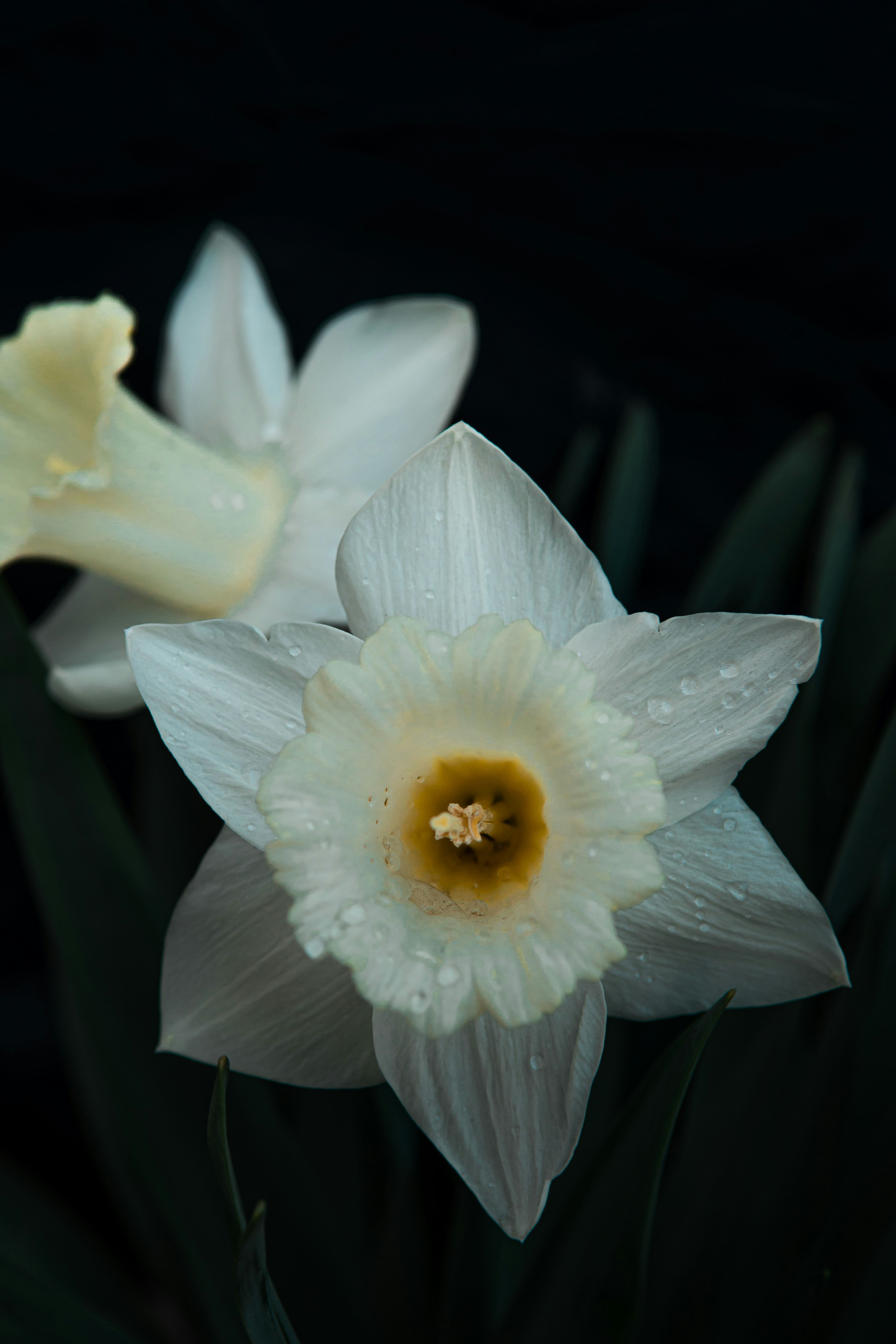 Close-up of Two White Daffodils