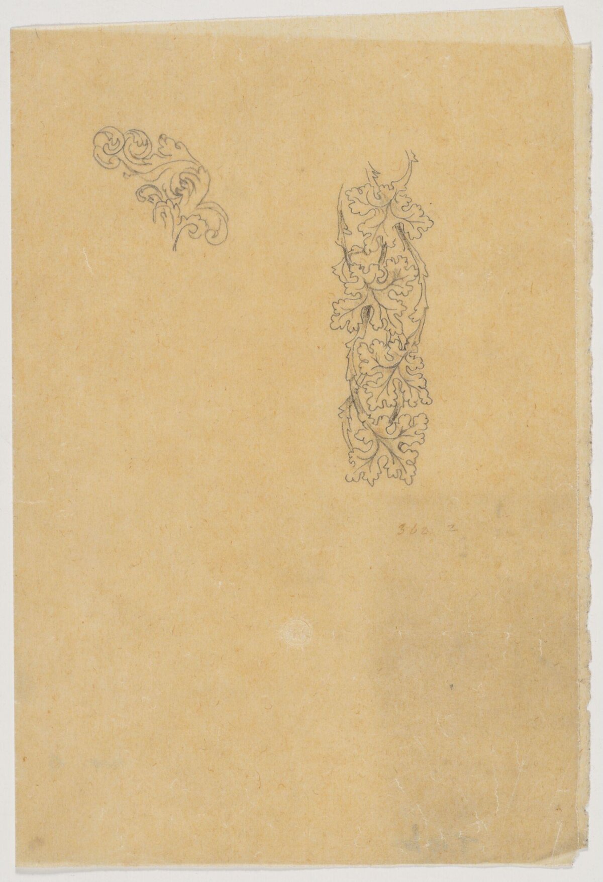 Pencil Sketches of Ornamental Foliage