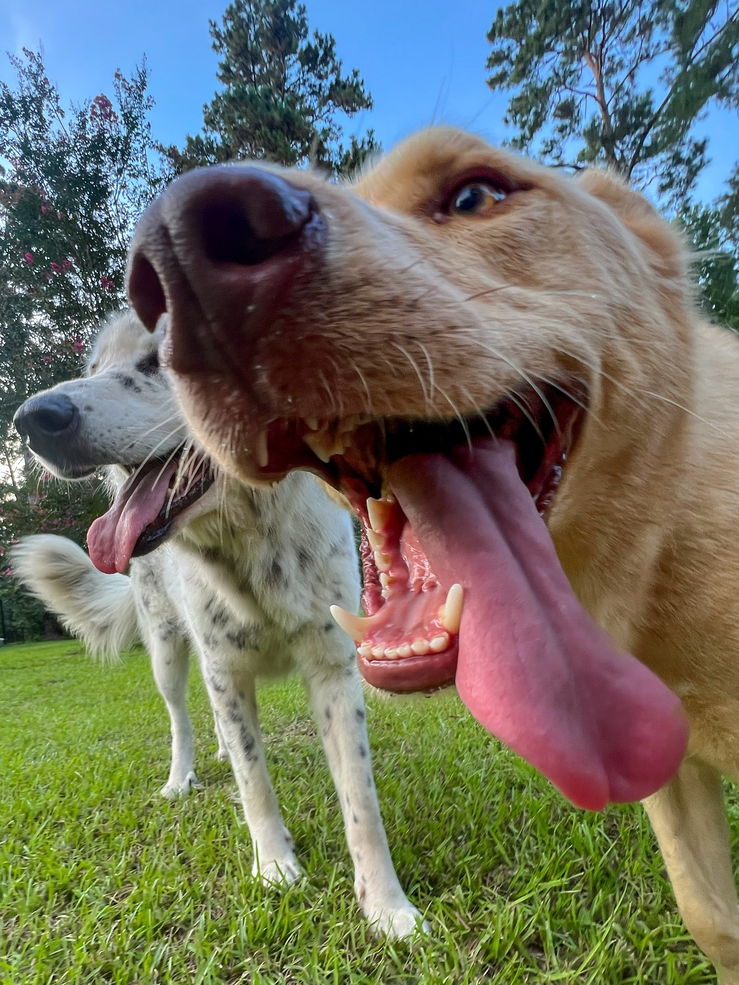 Two Happy Dogs Standing On Grass
