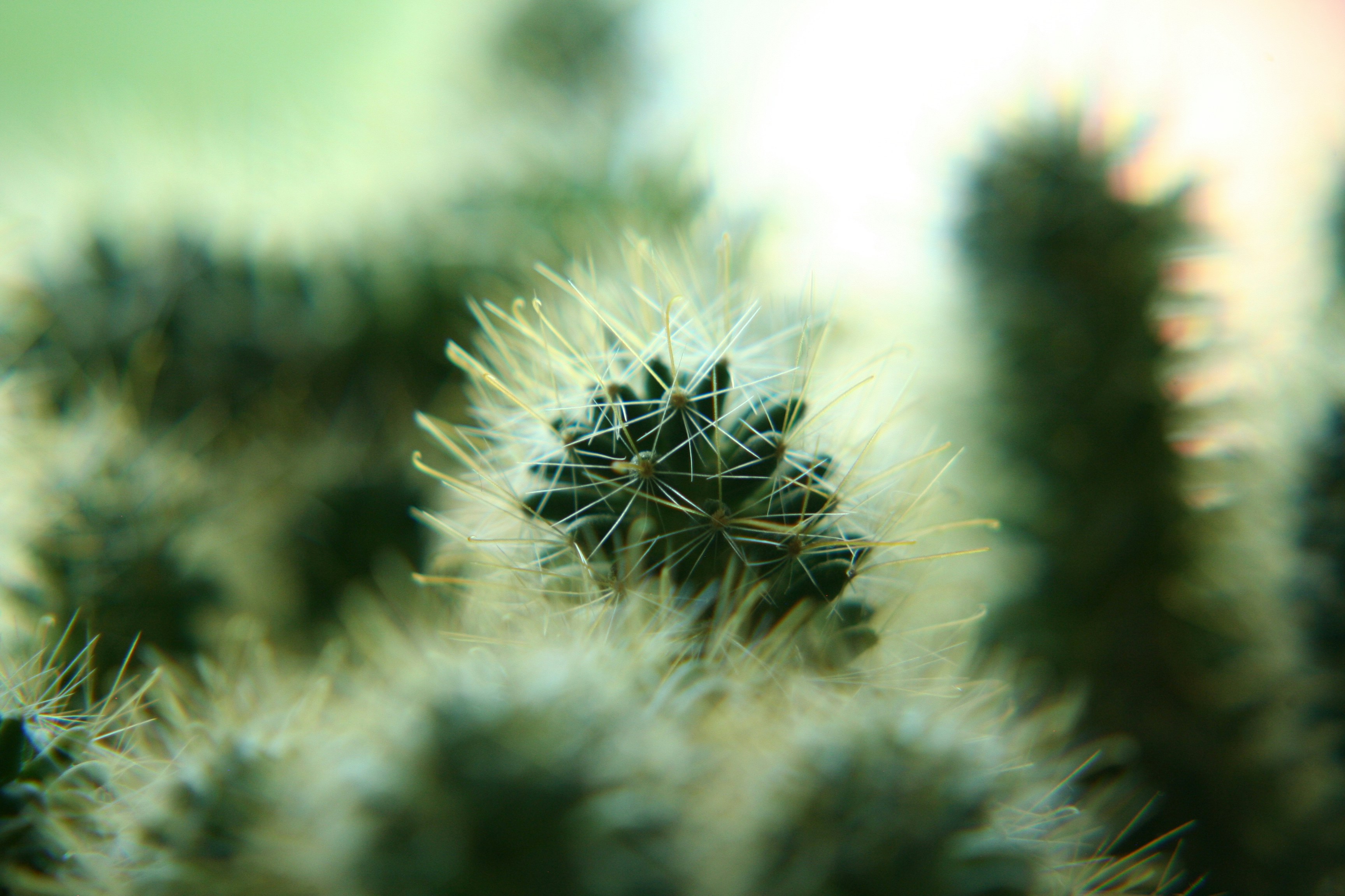 Close-up of Cactus Spines