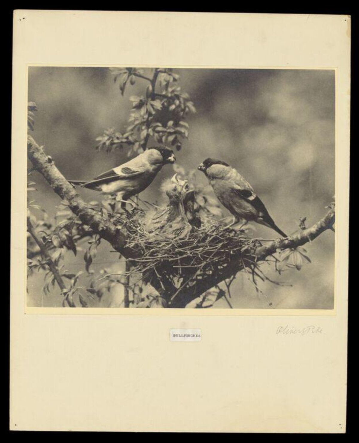 Bullfinches Feeding Chick at Nest